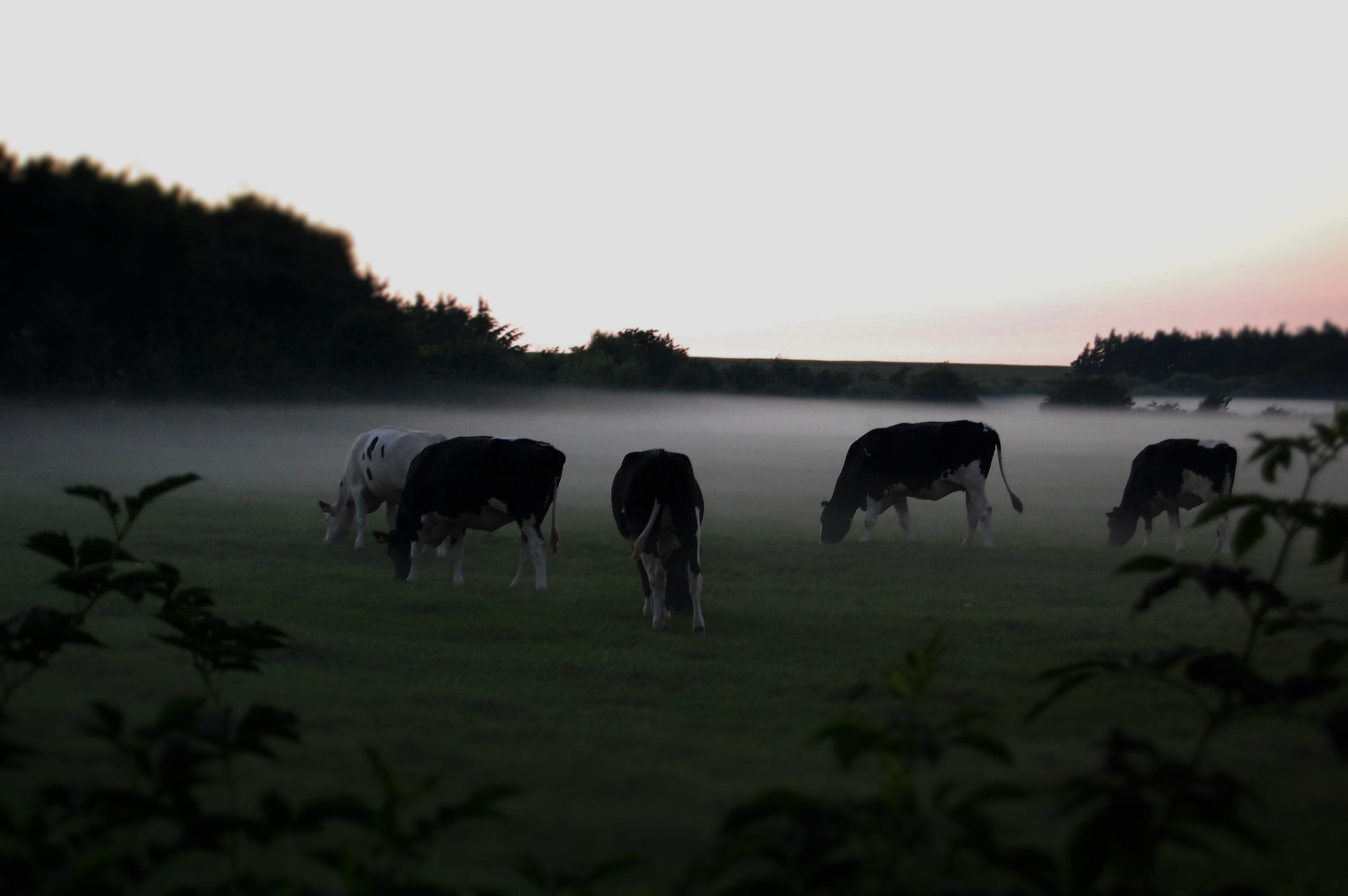 vertebrate, Weather, grass, field, land, pets, eat, mammal, In The Fog, no people, Cows, livestock, tree, agriculture, Graze, domestic animals, sunset, HD Wallpaper