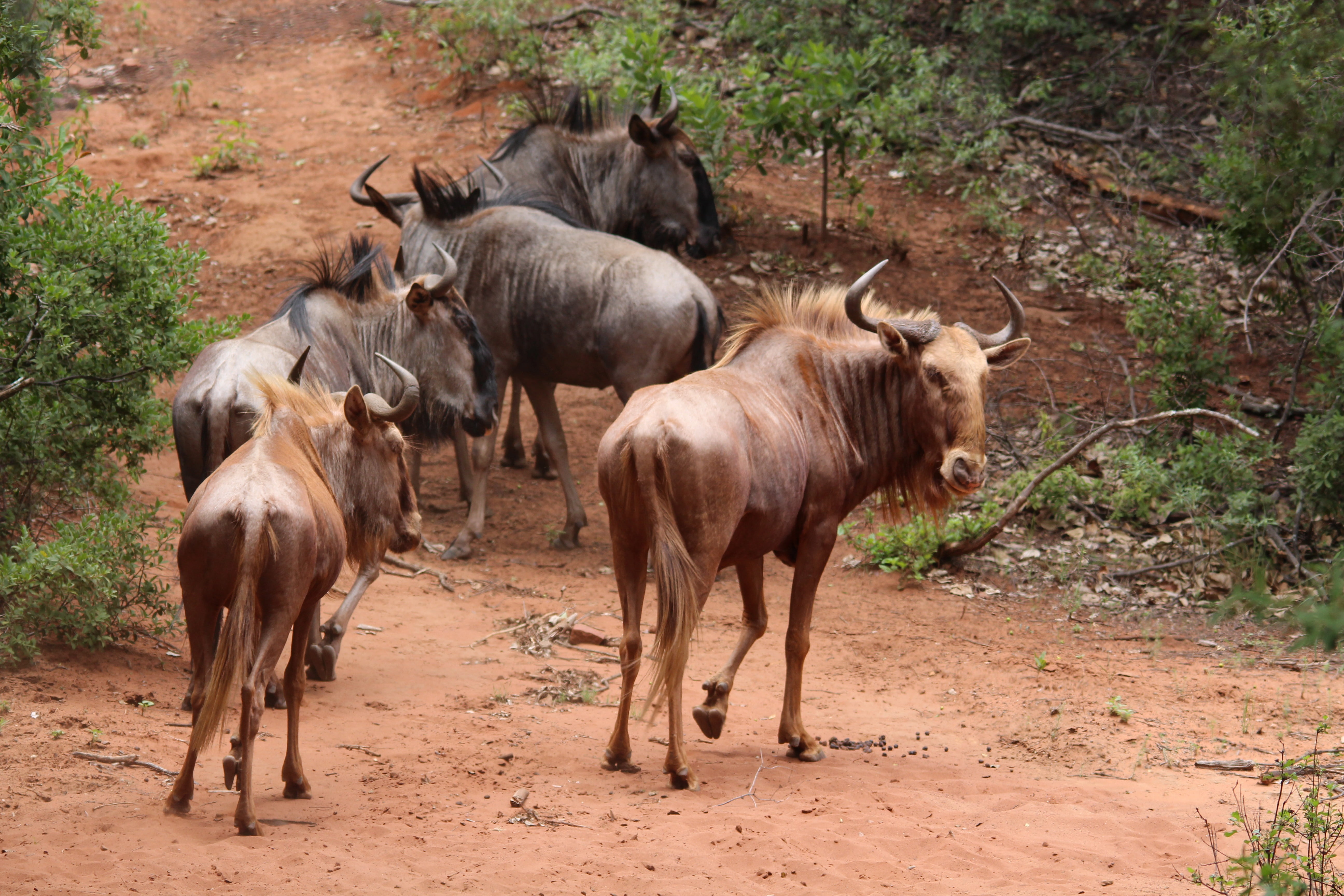 species, outdoors, horned, herd, animal themes, gold, wildebeest, herbivorous, group of animals, field, 5K, vertebrate, land, brown, no people, animals In The Wild, HD Wallpaper
