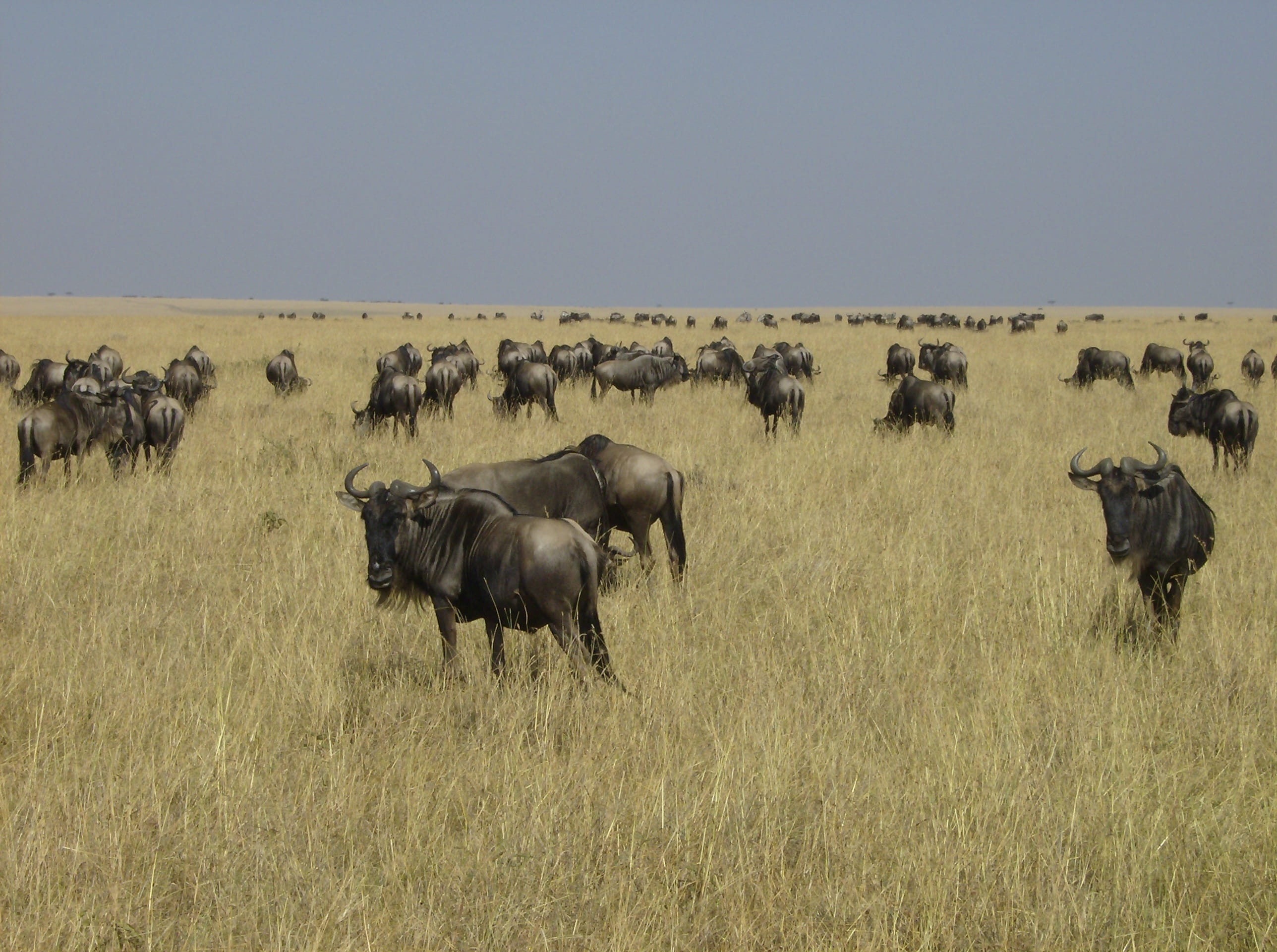 animal, animals in the wild, animal wildlife, day, domestic animals, nature, sky, 2K, grass, group of animals, plant, animal themes, Gnu, mammal, field, HD Wallpaper