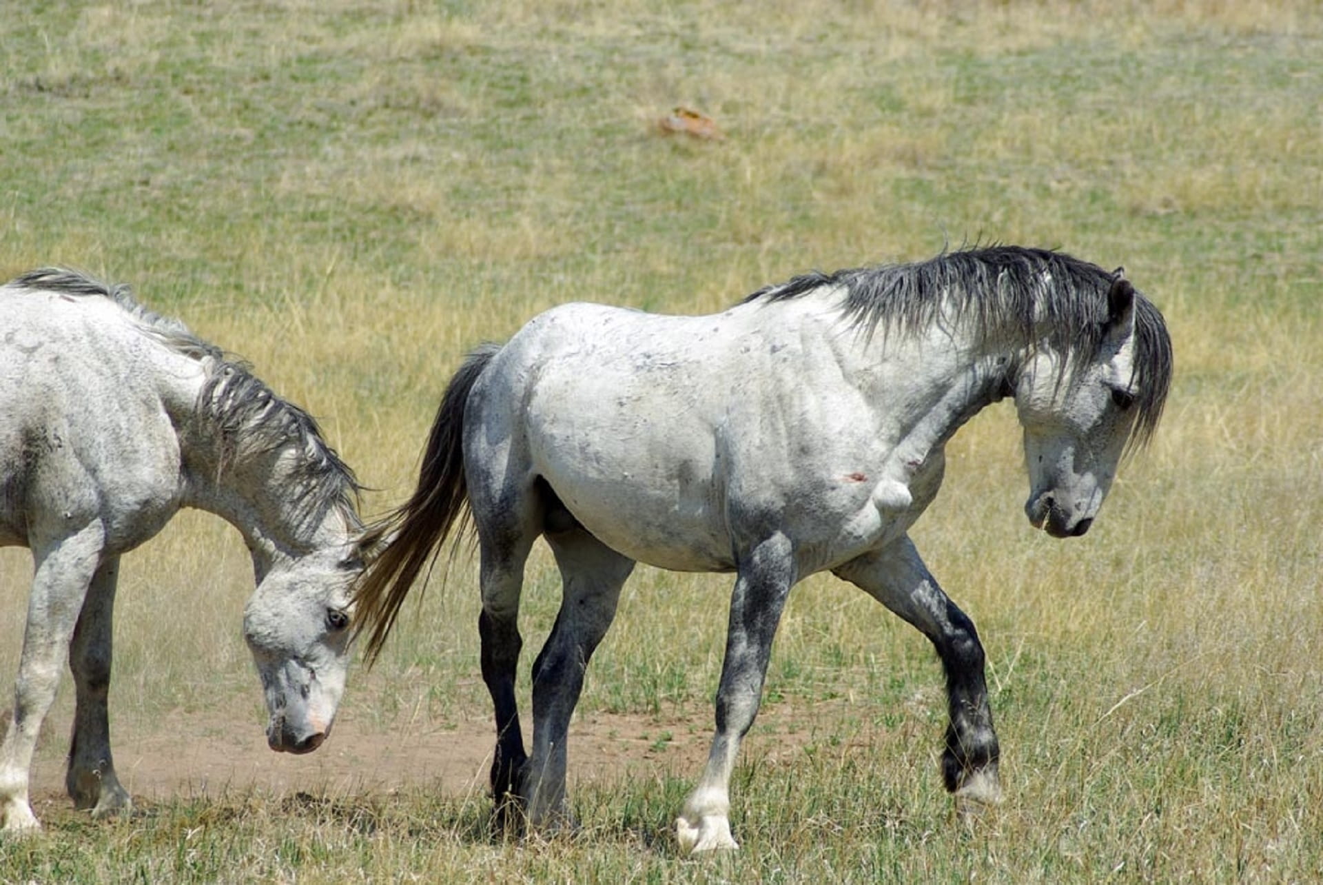 livestock, land, 1080P, panorama, no people, nature, wildlife, landscape, gray horse, outdoors, wildebeest, domestic, animal wildlife, two, domestic animals, HD Wallpaper