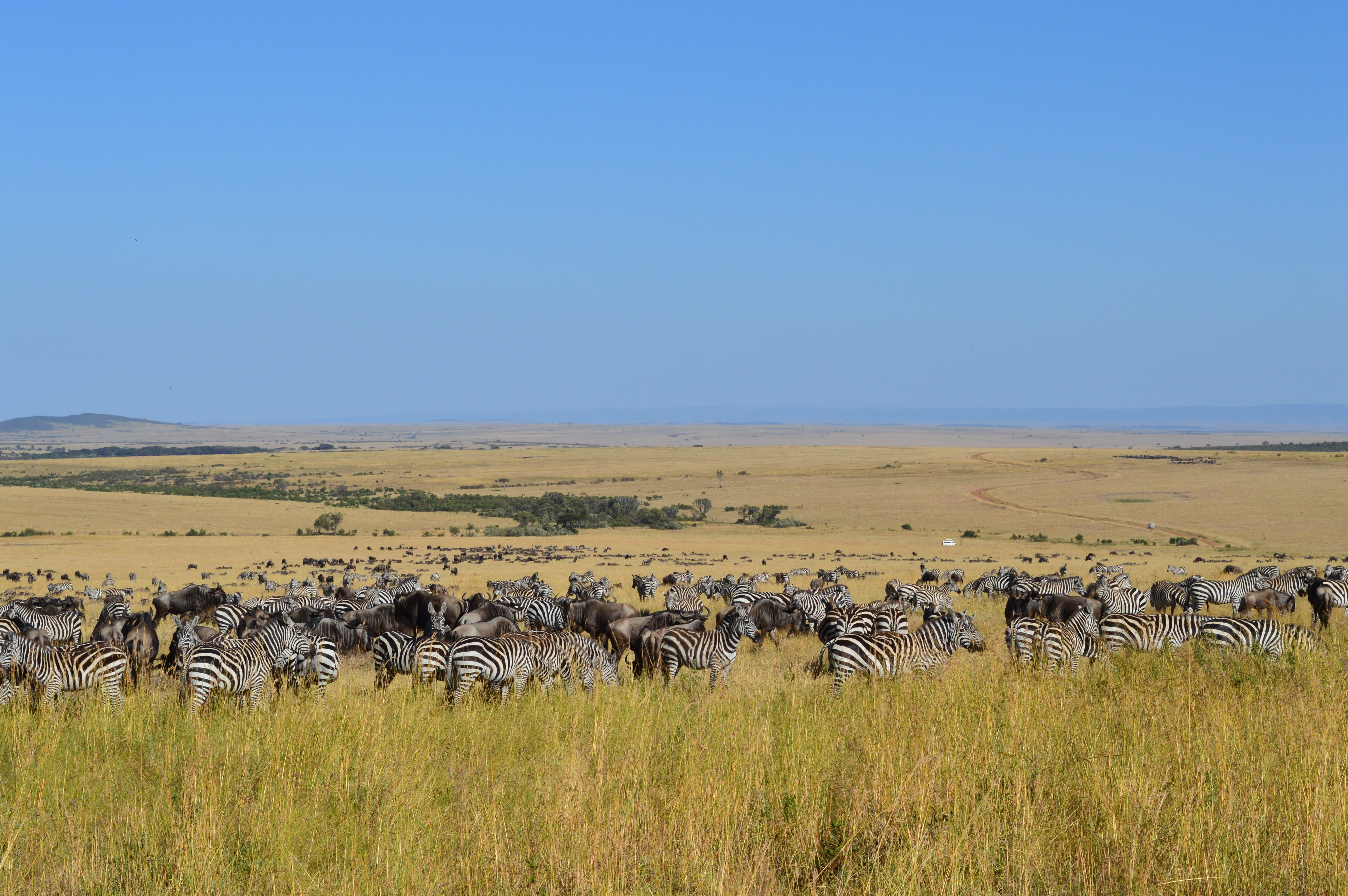 zebra, striped, plain, group Of Animals, travel, grassland masai mara, grass, outdoors, pack, africa, prairie, animal themes, safari Animals, national, HD Wallpaper
