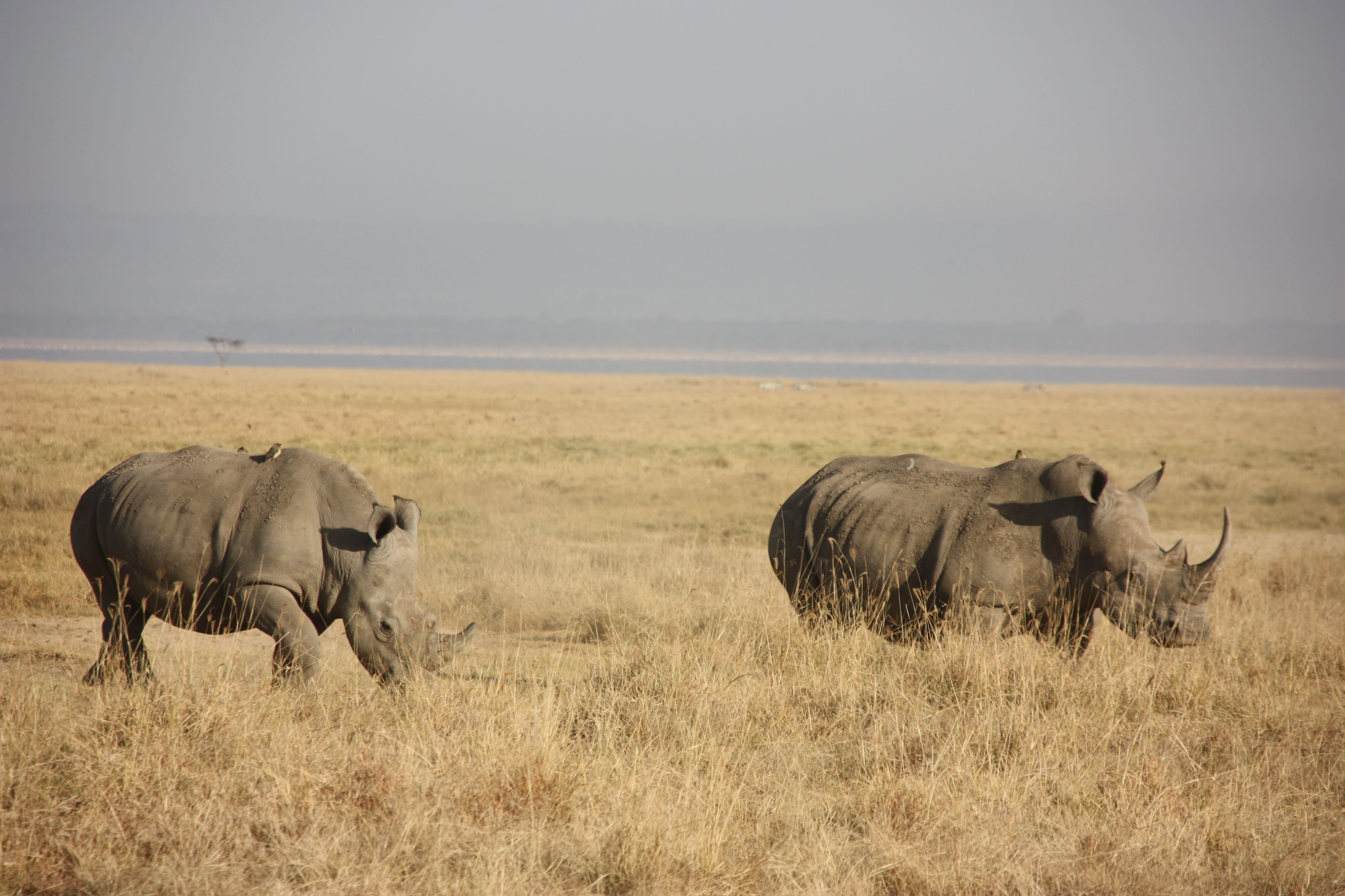 animal wildlife, herd, group of animals, no people, Kenya, nature, day, Animal, animals in the wild, grass, herbivorous, prairie, wildebeest, vertebrate, HD Wallpaper