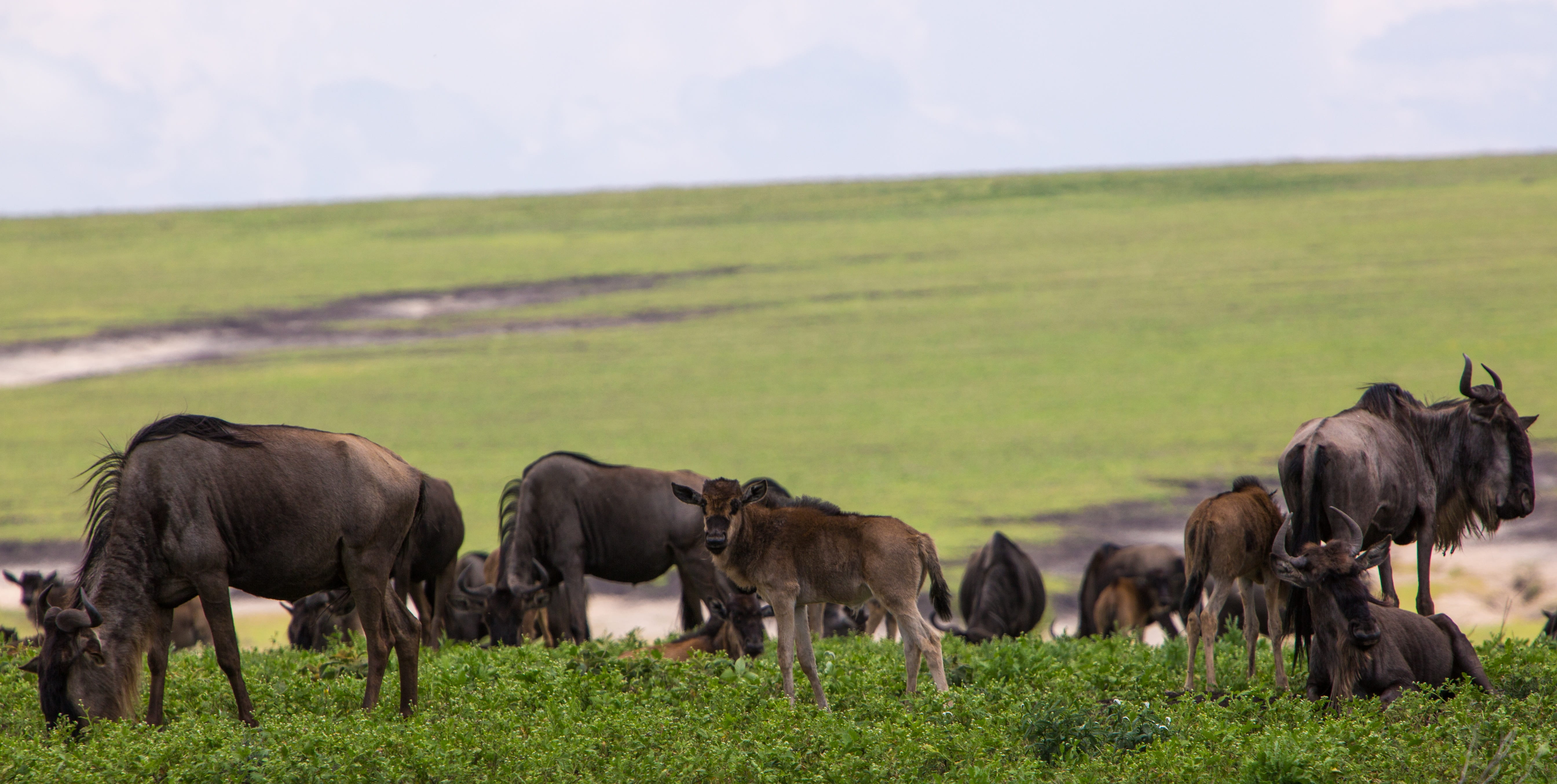 nature, animals in the wild, tanzania, semi-arid, plant, safari, landscape, ngorongoro, animal themes, travel, wildlife, volcanic crater, africa, outdoors, HD Wallpaper