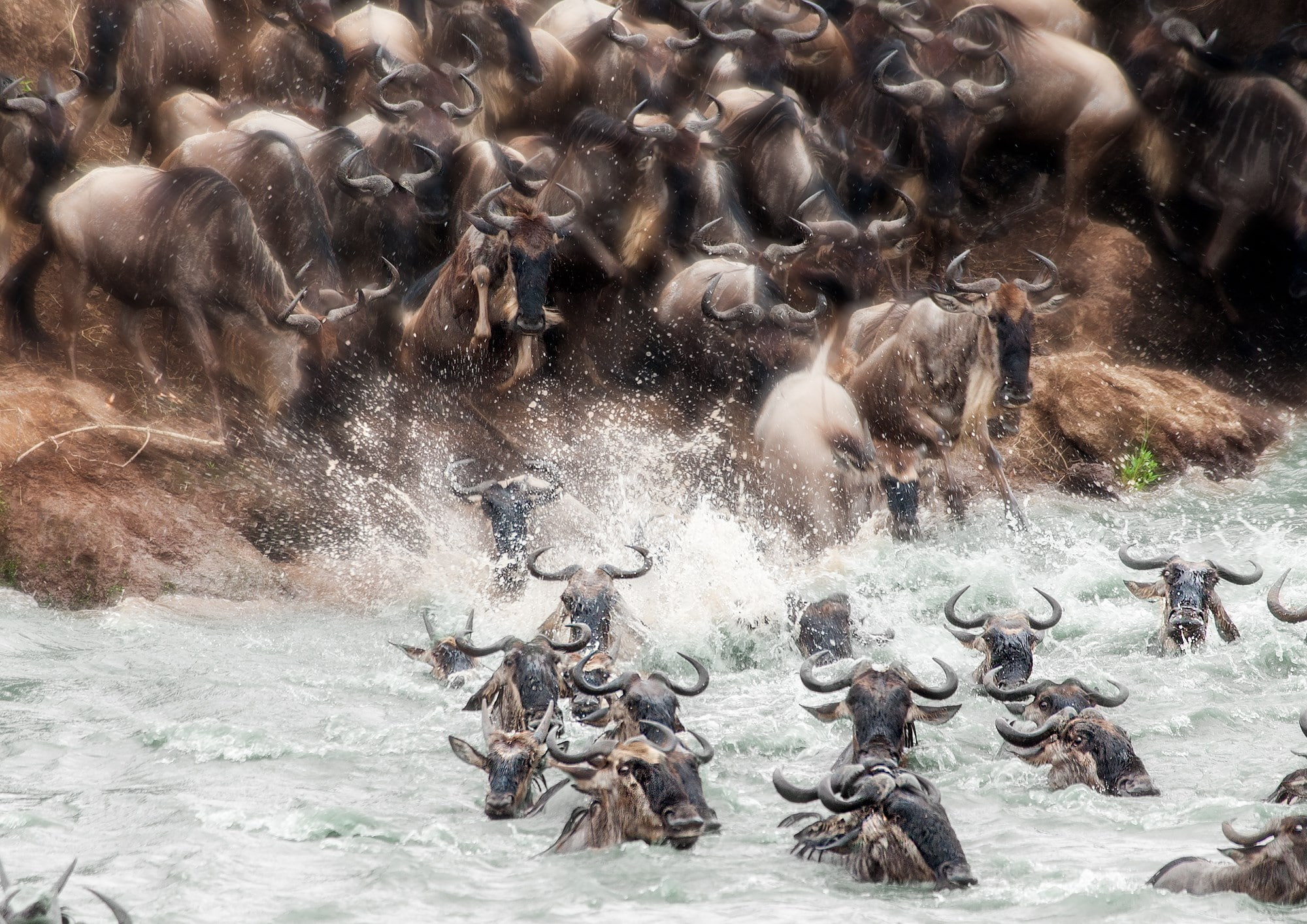 large group of animals, river, animal migration, group of animals, wildebeest, herd, mammal, animal, splashing, animal wildlife, no people, herbivorous, HD Wallpaper