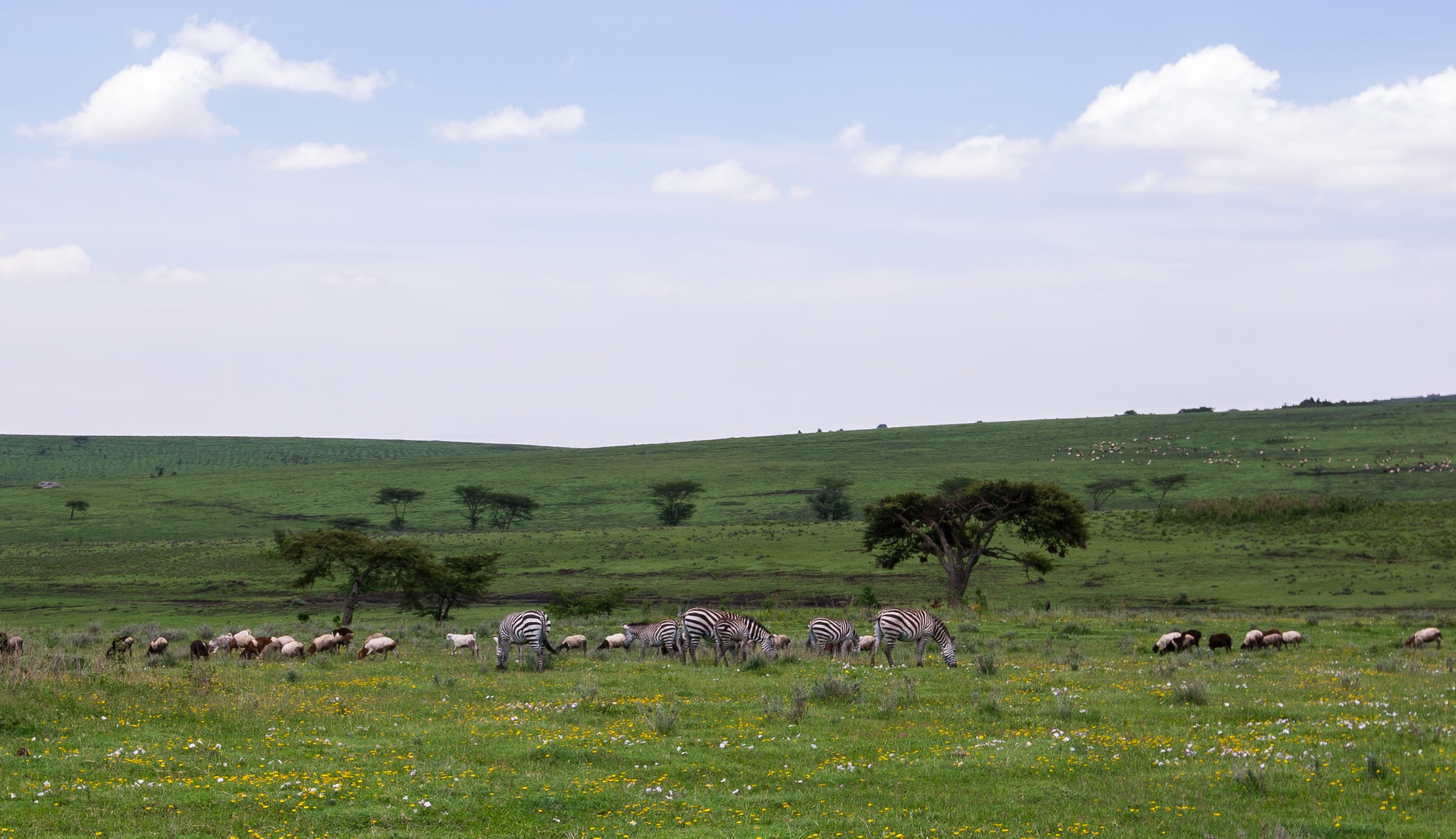 mammal, field, domestic animals, herbivorous, outdoor, group of animals, grass, domestic, zebra, landscape, land, ngorongoro conservation area, sky, travel, HD Wallpaper