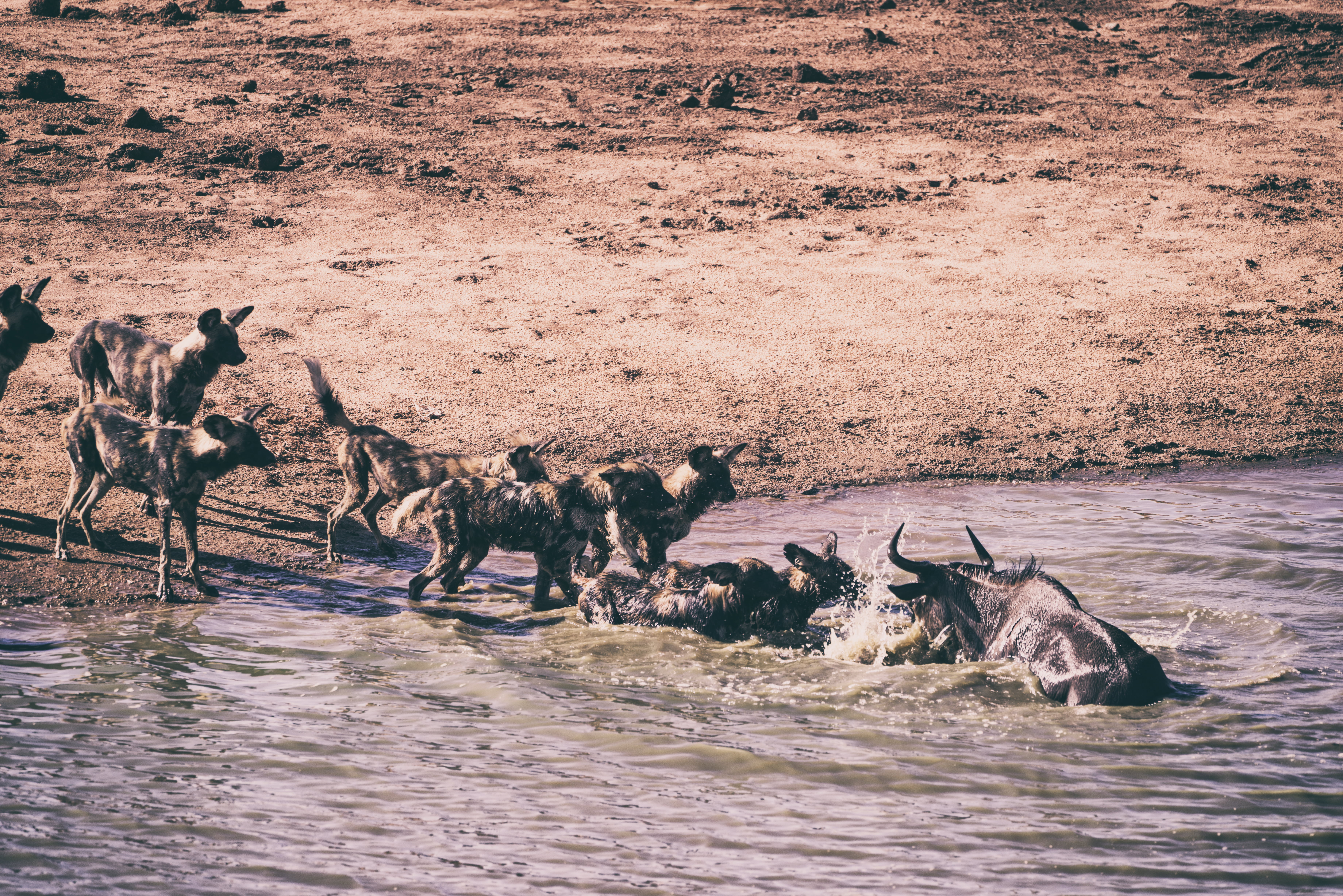 no people, safari Animals, mammal, river, sand, travel, wilderness, nature, animal, 5K, herbivorous, safari, wildebeest, landscape, outdoors, group Of Animals, HD Wallpaper