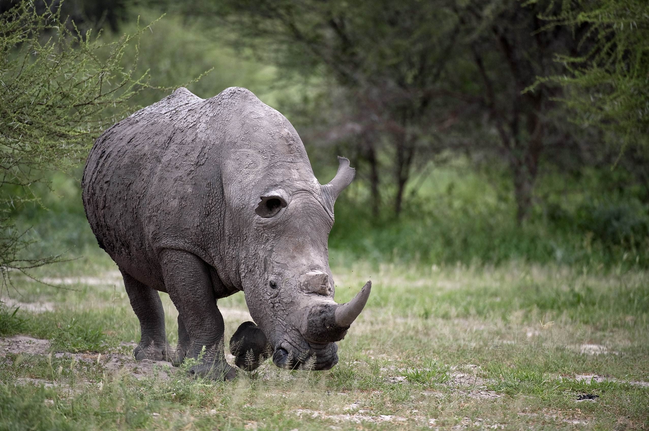 africa, plain, nature, park - Man Made Space, gray, vertebrate, tree, large, land, walk, tusk, rhino, day, one animal, herbivorous, animal body part, domestic animals, HD Wallpaper