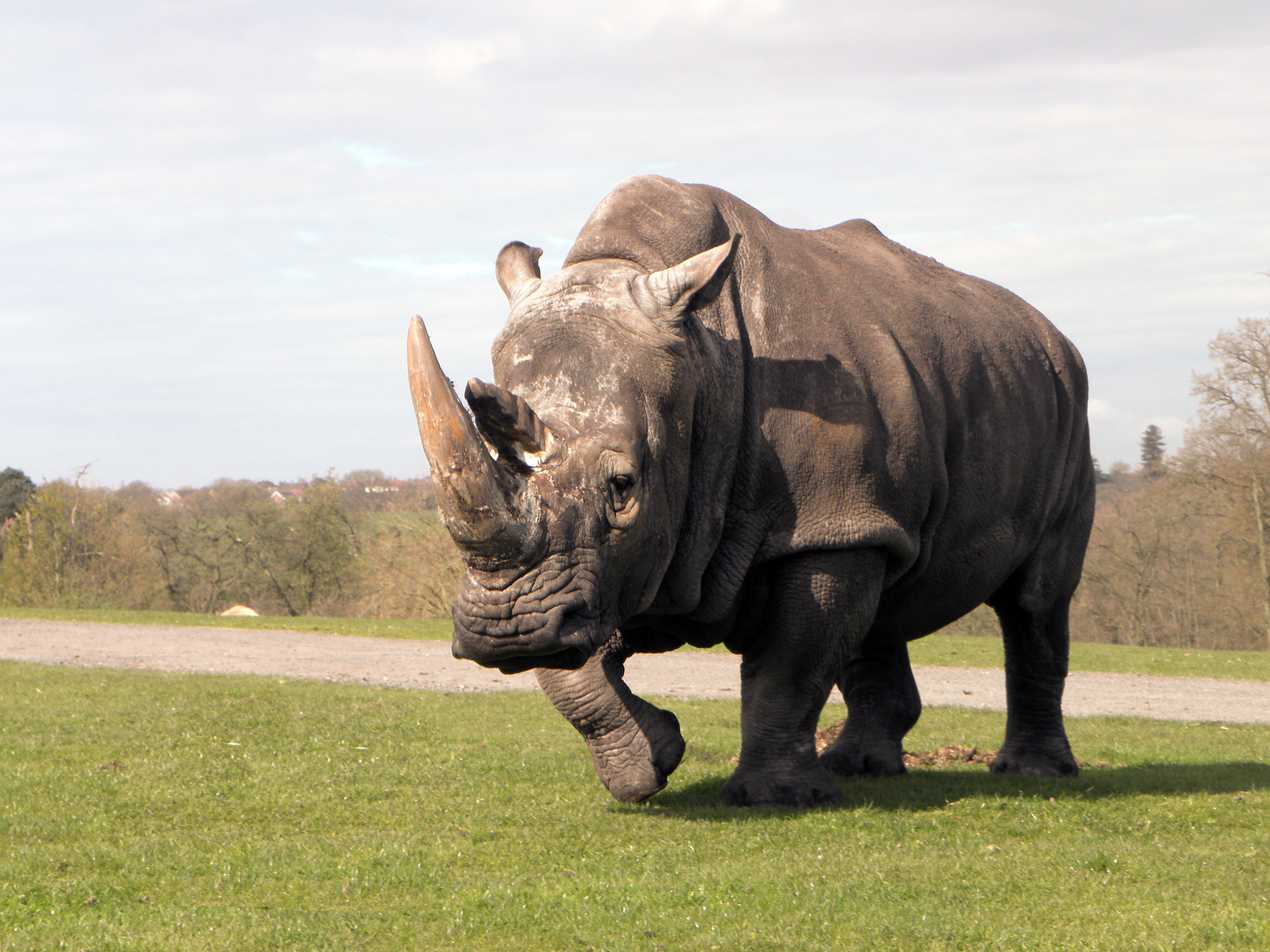 animal themes, zoo, grass, animal wildlife, walking, close, vertebrate, one animal, herbivorous, animals in the wild, outdoors, sky, day, photo, no people, HD Wallpaper