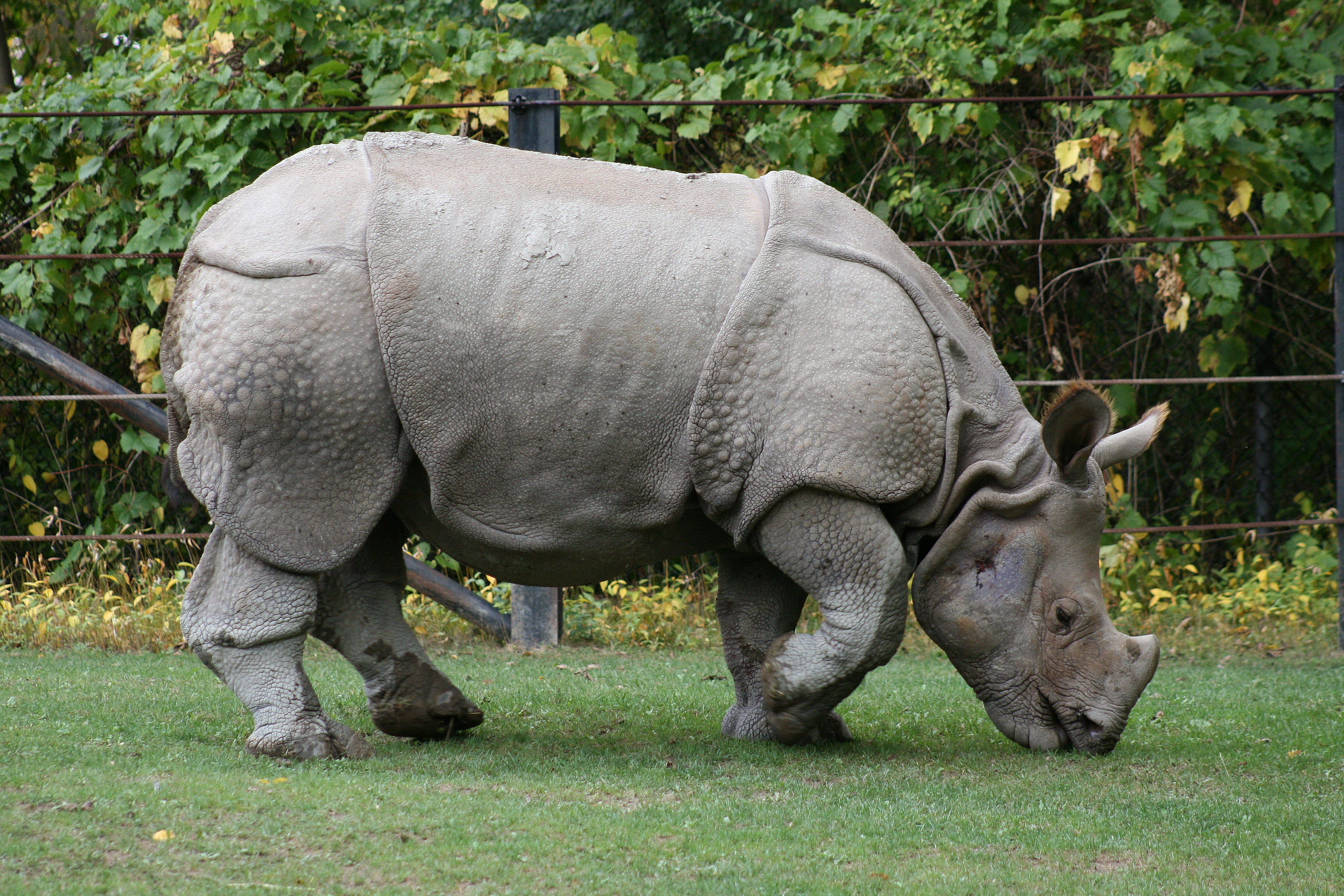 rhinoceros, animals In The Wild, white Rhinoceros, outdoors, day, animal wildlife, animal themes, food, national Park, large, livestock, plant, nature reserve, HD Wallpaper