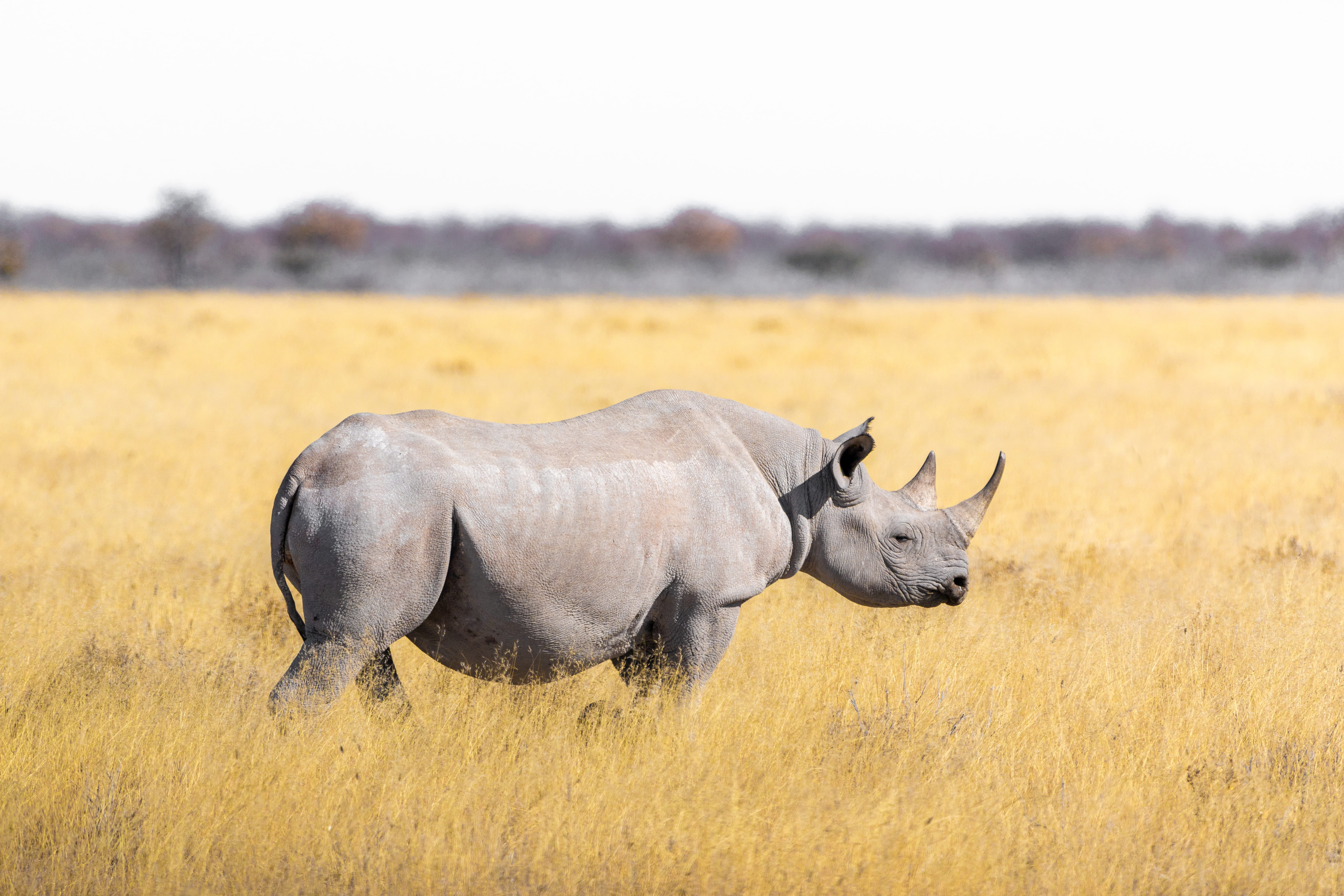 animal, white rhino, steppe, one animal, mammal, landscape, rhino, safari, south africa, outdoors, wildlife, vertebrate, animal wildlife, nature, rhinoceros, HD Wallpaper