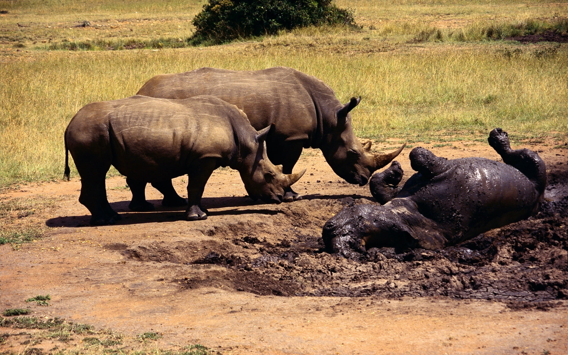 wildlife, white Rhinoceros, two, animal wildlife, africa, day, mud, animals And Pets, grass, river, safari, travel, young animal, safari Animals, behemoth, HD Wallpaper