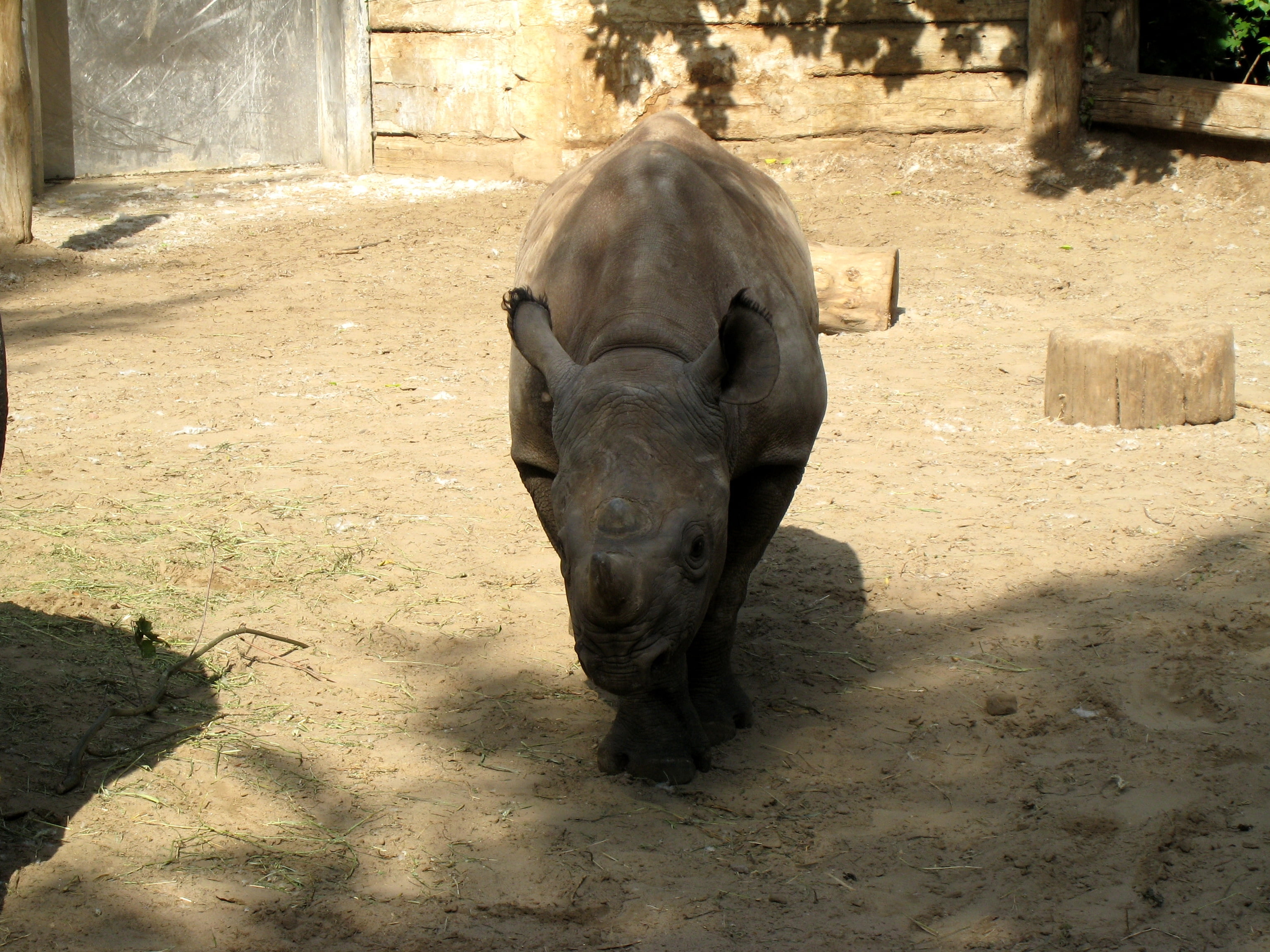 pig, field, one animal, horned, nature, herbivorous, asia, land, 2K, young Animal, rhino, large, white Rhinoceros, mammal, animal wildlife, zoo, animals In The Wild, HD Wallpaper