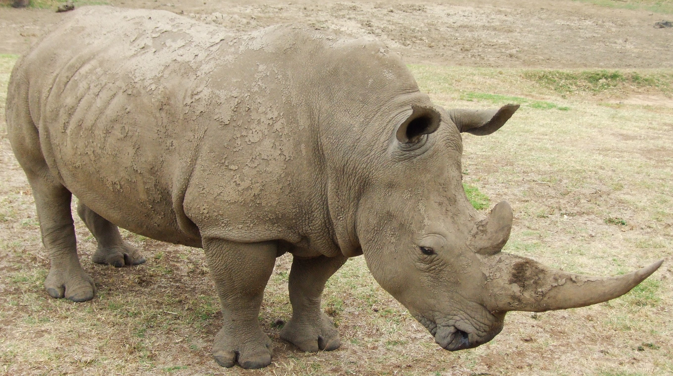 rhino, horned, standing, rhinoceros, land, domestic animals, close-up, animal, herbivorous, gray, young Animal, white Rhinoceros, mud, one animal, safari Animals, HD Wallpaper