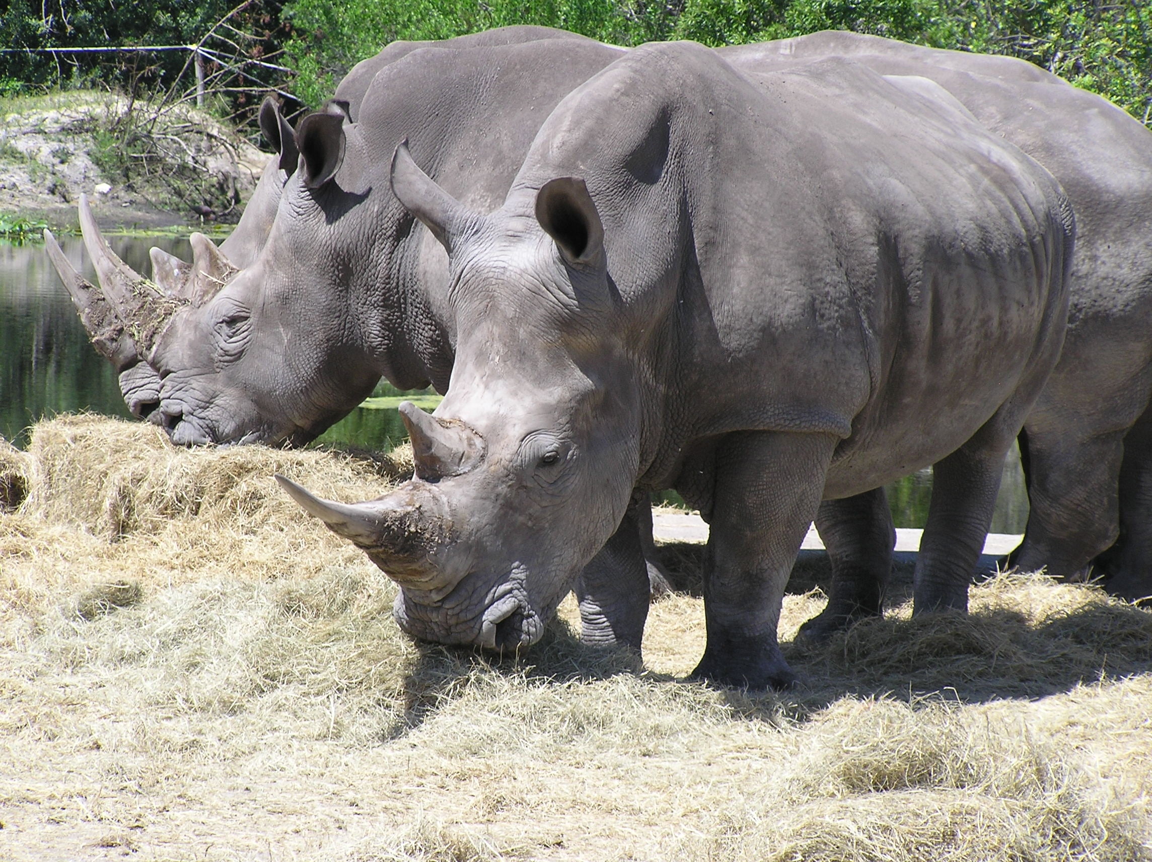 endangered Species, savannah, national Park, safari Animals, animal wildlife, no people, zoo, plain, day, animal, rhinoceros, horned, animal family, africa, HD Wallpaper