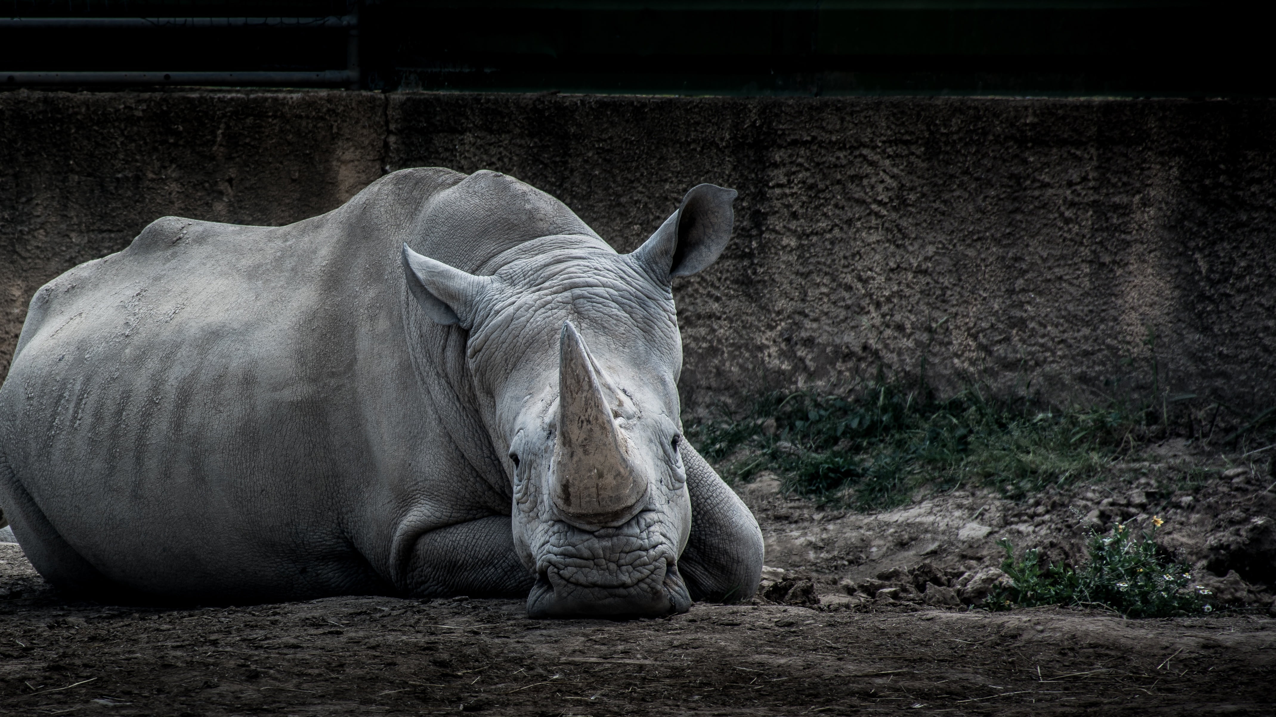rhinoceros, field, safari, wildlife, zoo, day, vertebrate, animal themes, relaxation, shot, forest, white Rhinoceros, wild, collection, outdoors, land, HD Wallpaper