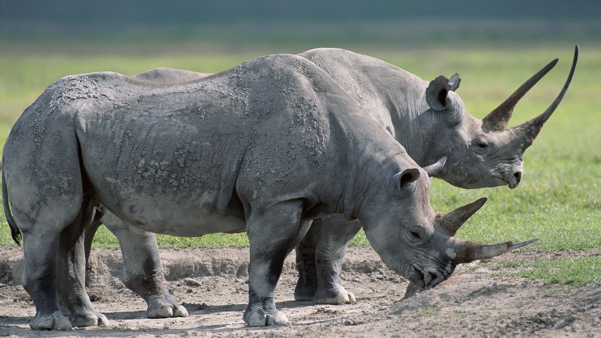 animal, side view, food, asia, focus on foreground, large, vertebrate, outdoors, safari Animals, animal themes, standing, nature, profile view, rhinoceros, HD Wallpaper