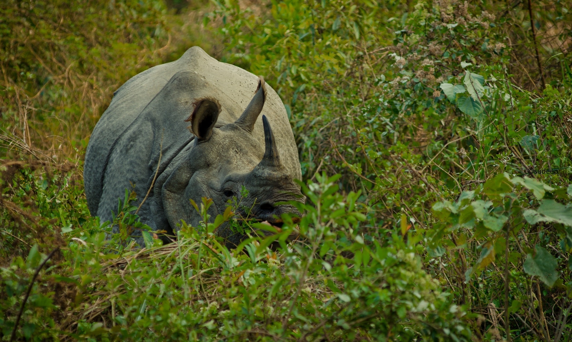 day, animal wildlife, endangered Species, africa, large, 1080P, animal, gray, no People, animals And Pets, hide, plant, wildlife, land, nature, white Rhinoceros, HD Wallpaper