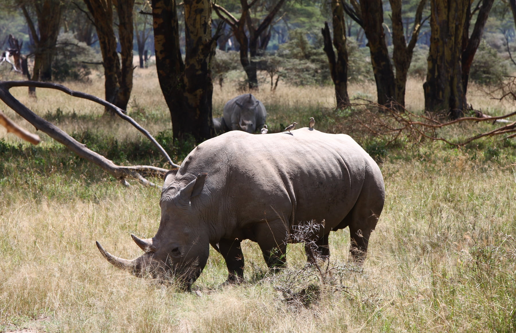 vertebrate, animal wildlife, no people, day, rhino, one animal, plant, drought, asia, outdoors, white Rhinoceros, kenya, wildlife Reserve, park - Man Made Space, HD Wallpaper