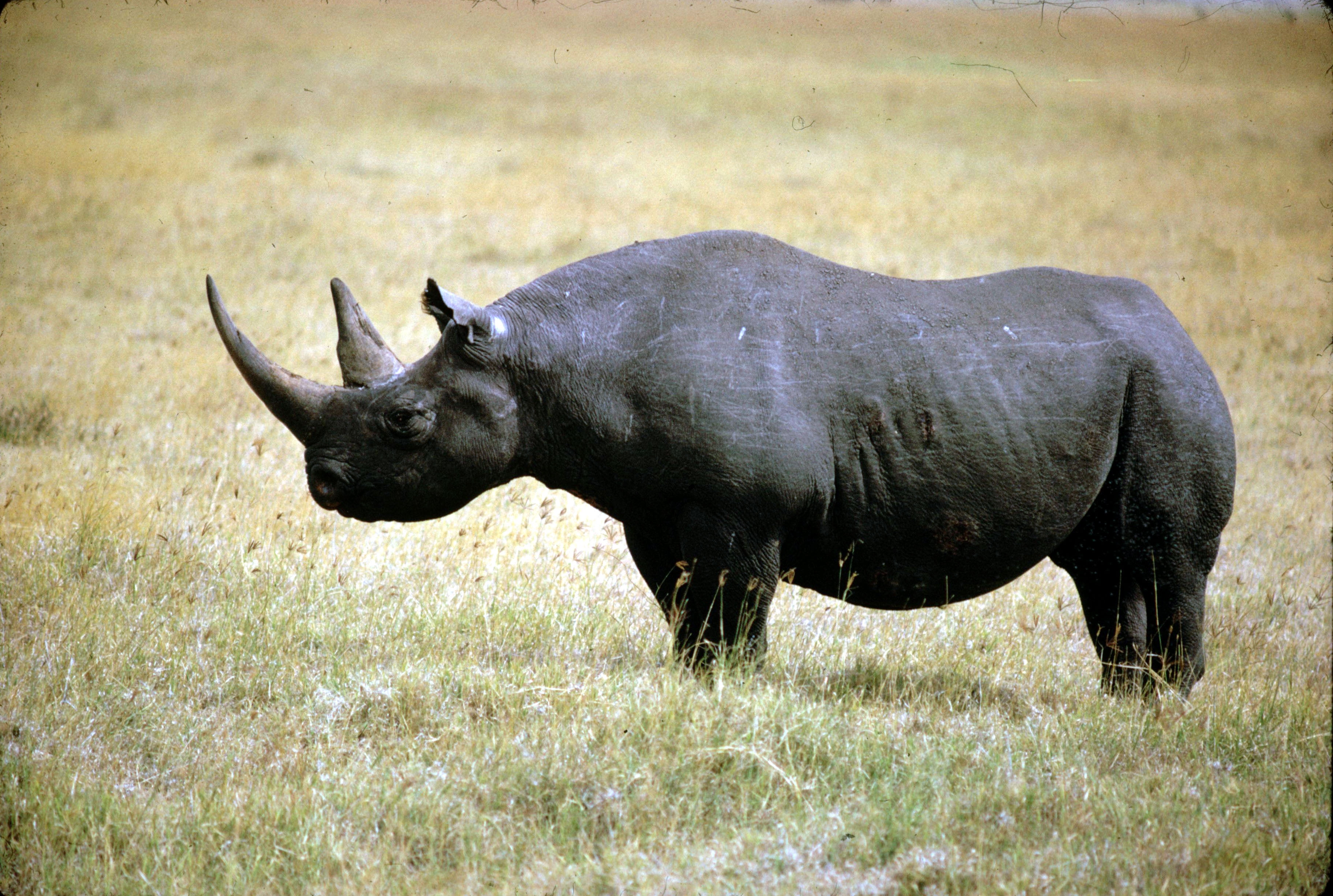 animals In The Wild, africa, standing, animal, mammal, farm, safari Animals, no People, wildlife, american Bison, gray, one animal, savannah, bull - Animal, HD Wallpaper