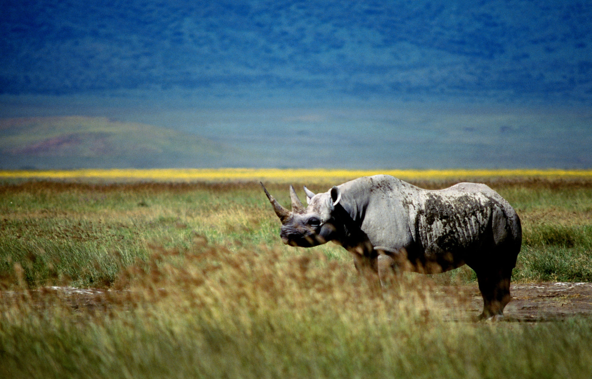 field, Animals, livestock, 1080P, animal, environment, animal wildlife, land, no people, one animal, plant, animal themes, grassland, day, side view, animals in the wild, HD Wallpaper