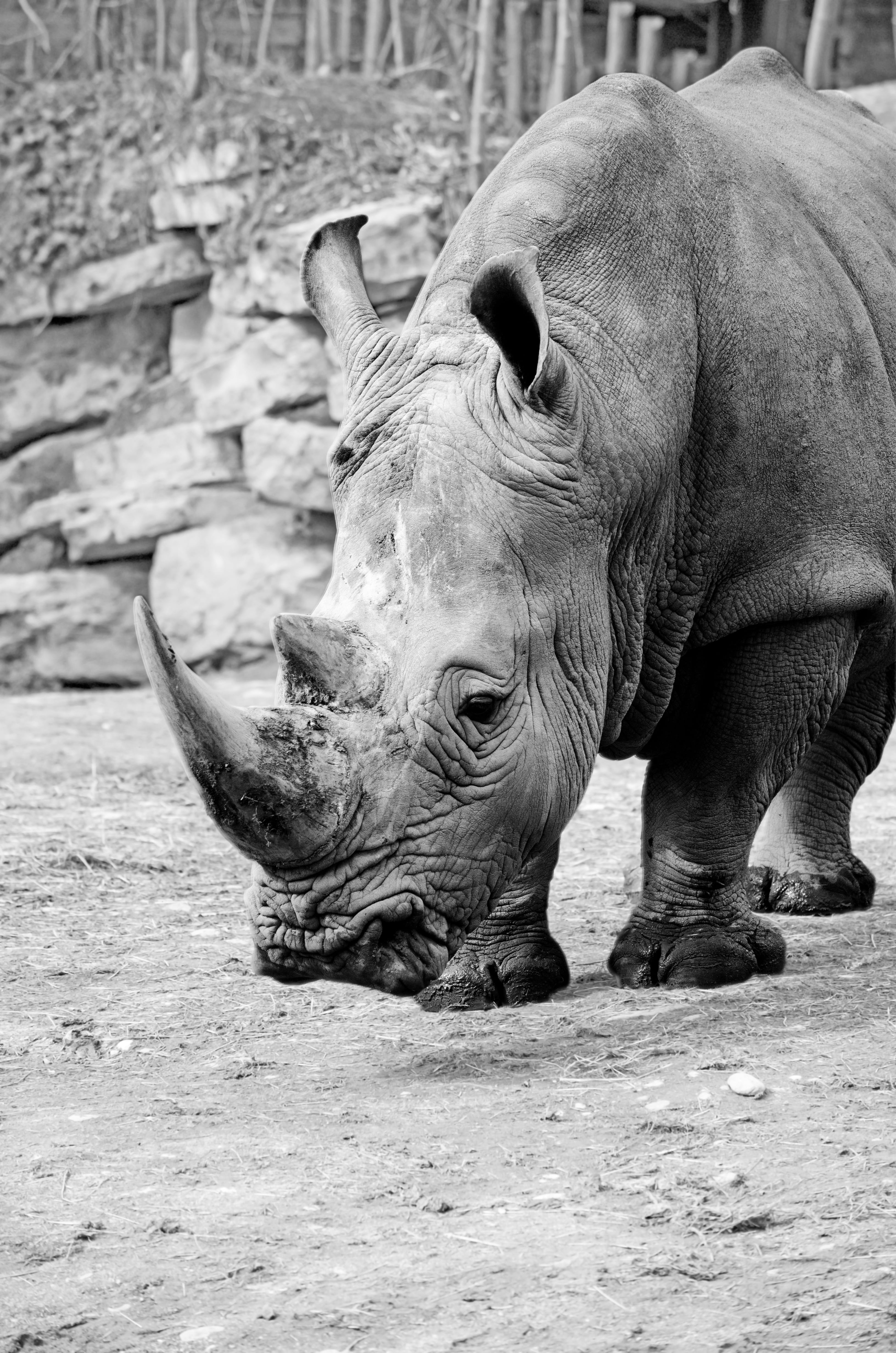 field, s w, pachyderm, rhinoceros, animal themes, photography, land, mammal, animal, close-up, animal head, no people, animal wildlife, horned, focus on foreground, Phone HD Wallpaper