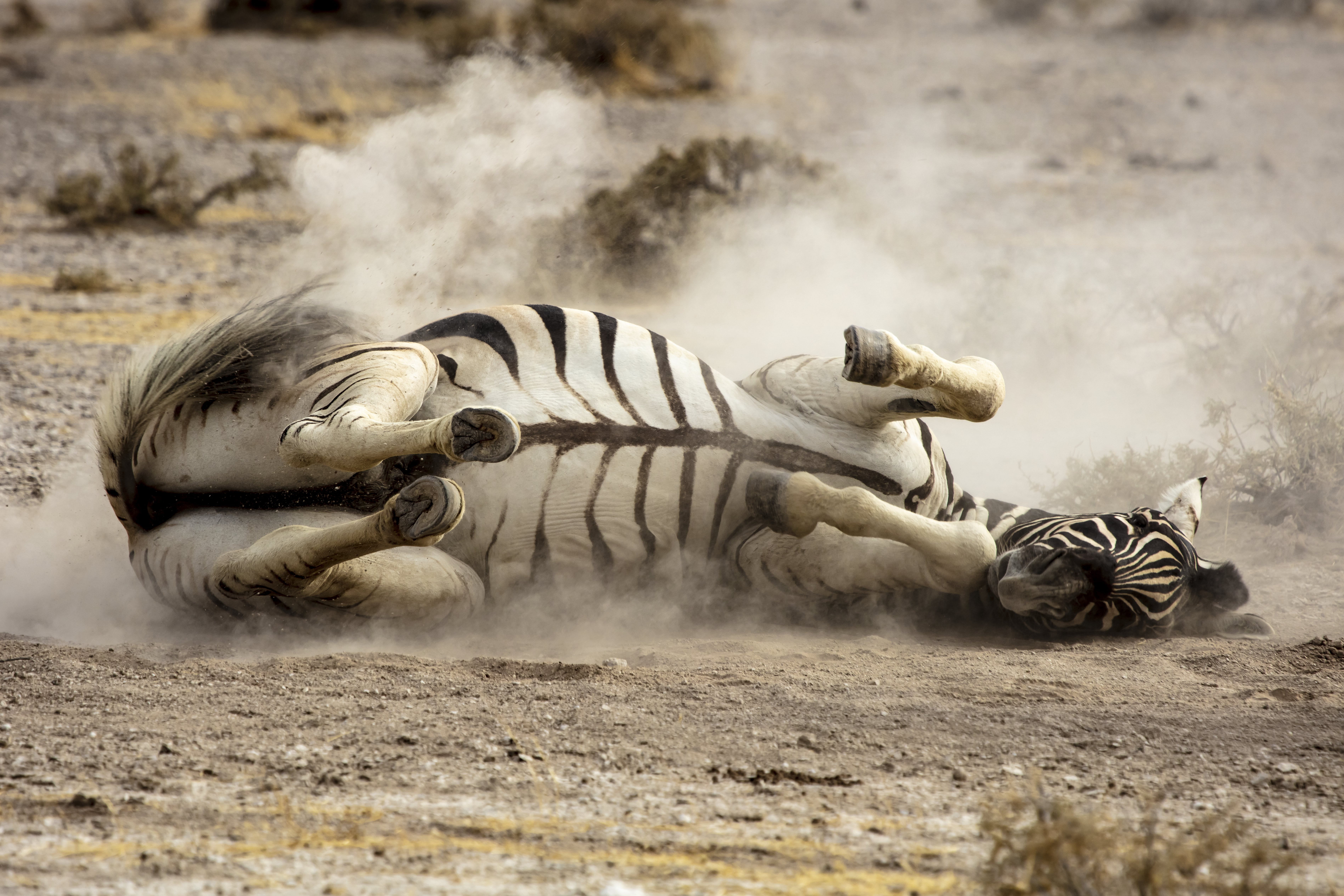 tiger, etosha national park, road, hyena, wildlife, day, ground, zebra, nature, striped, 5K, side, animal wildlife, soil, field, pollution, vertebrate, HD Wallpaper