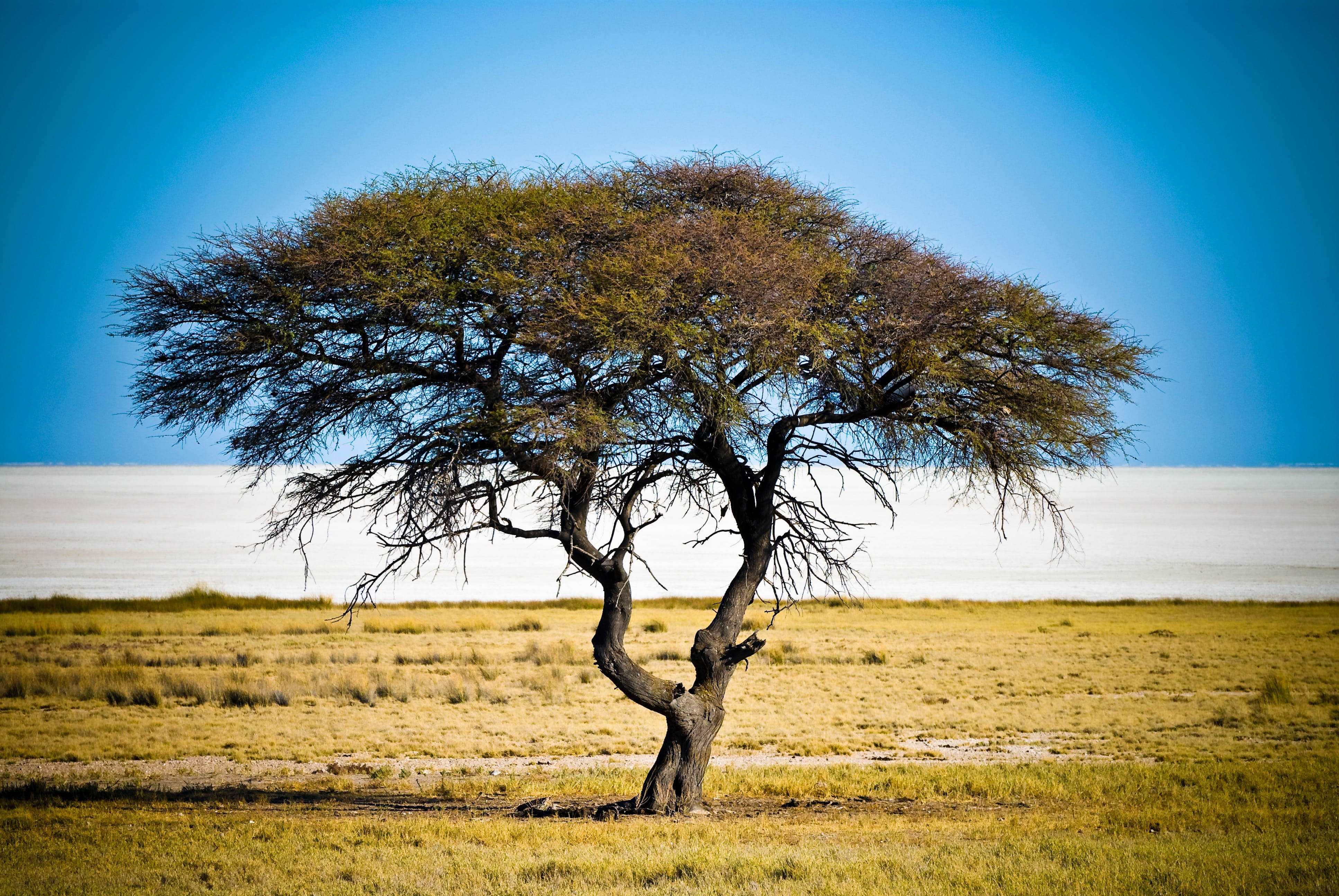 nature, okaukuejo, namibia, horizon, etosha national park, beauty in nature, outdoors, 4K, land, sky, no people, day, plant, clear sky, scenics - nature, HD Wallpaper