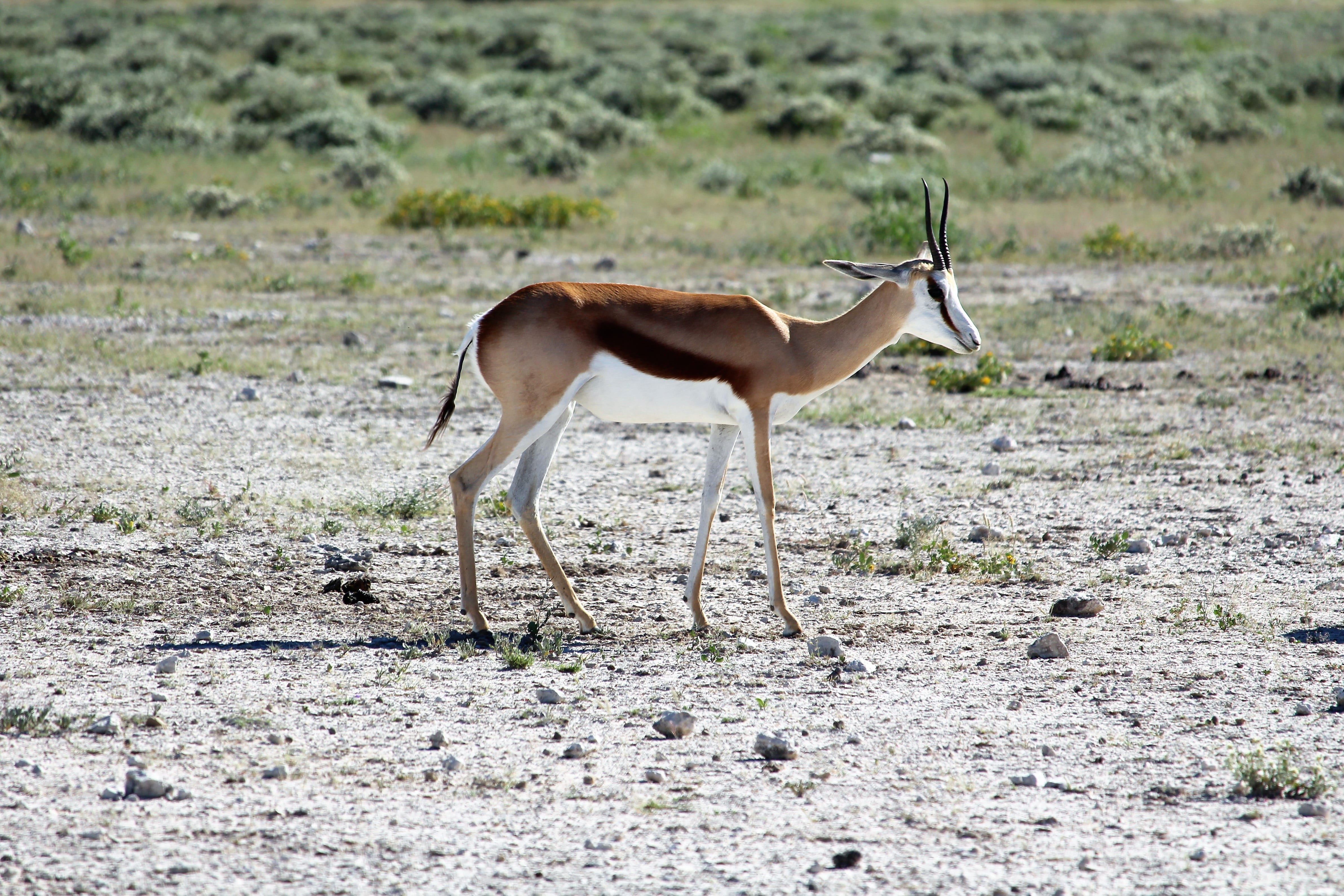 arid climate, antelope, africa, semi-arid, stripes, landscape, animal wildlife, land, full length, close up, gazelle, vertebrate, outdoors, day, animal themes, HD Wallpaper