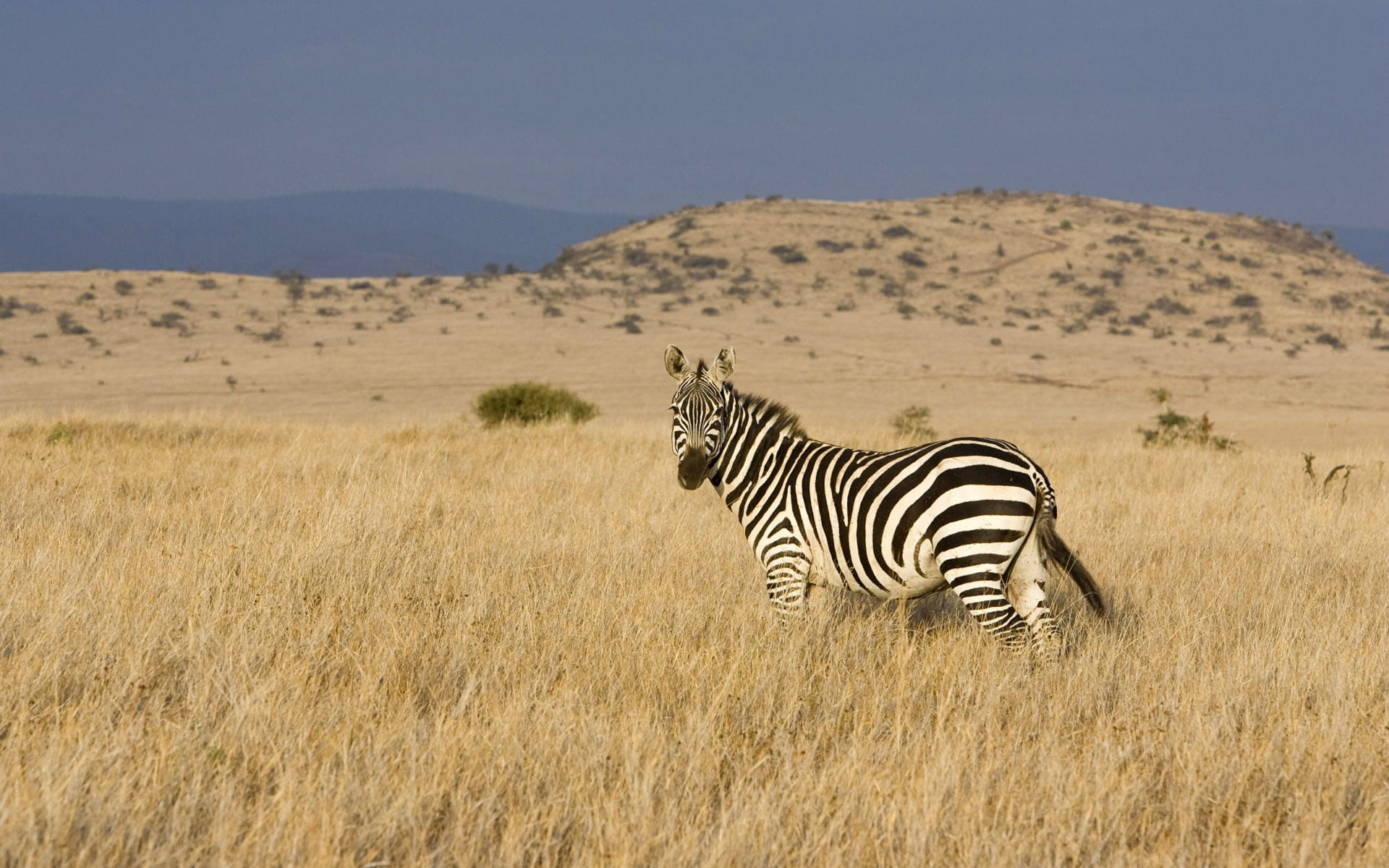 1080P, vertebrate, kenya, africa, plant, animal Themes, wild Animals, animal, herbivorous, black, environment, outdoors, sky, semi-arid, eco Tourism, group Of Animals, HD Wallpaper