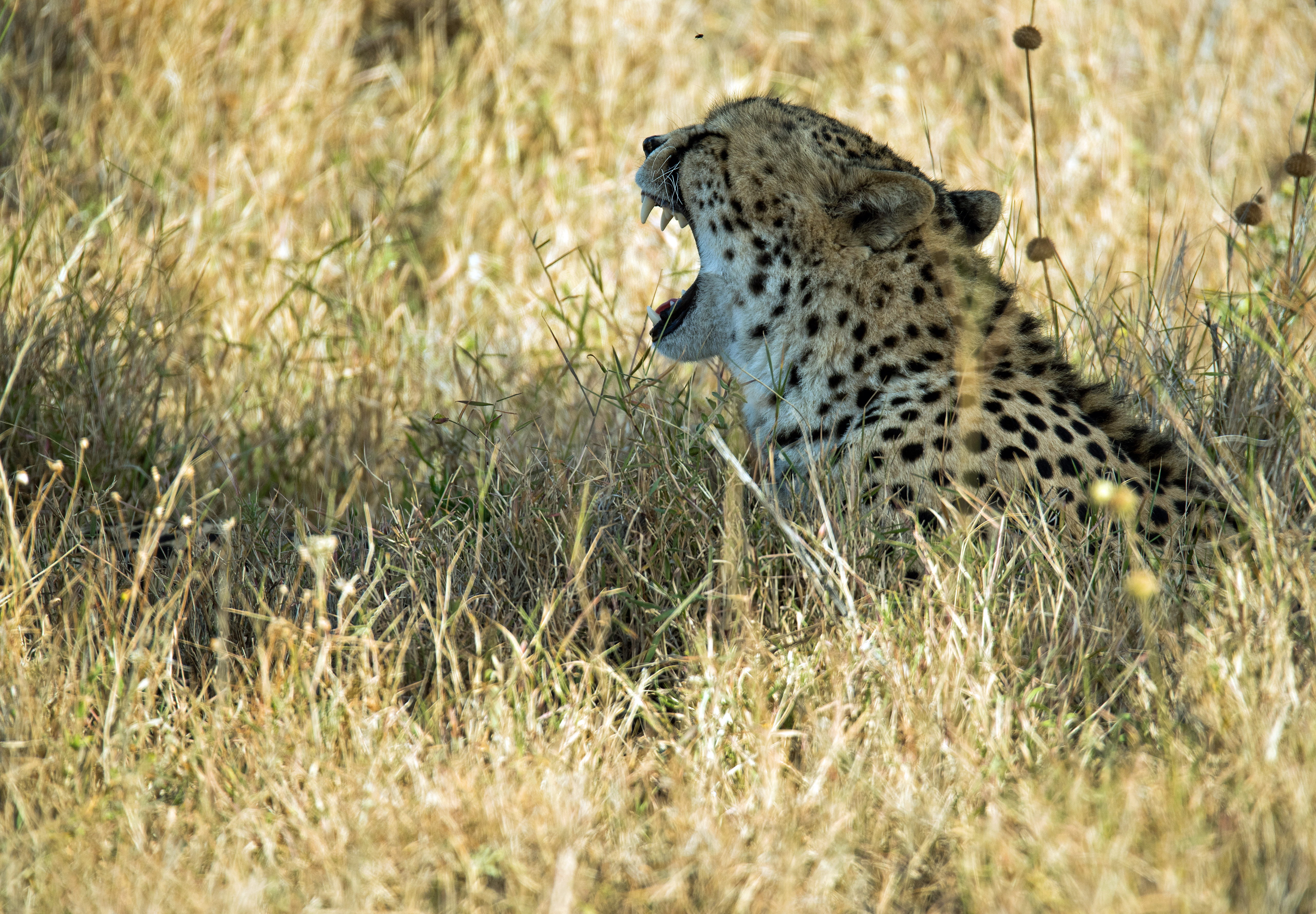 panther, spotted, wildlife, safari, black, jaguar, wild, plant, animal, nature, spotted cat, big cat, yawn, kenya, animals in the wild, carnivora, safari photo, HD Wallpaper