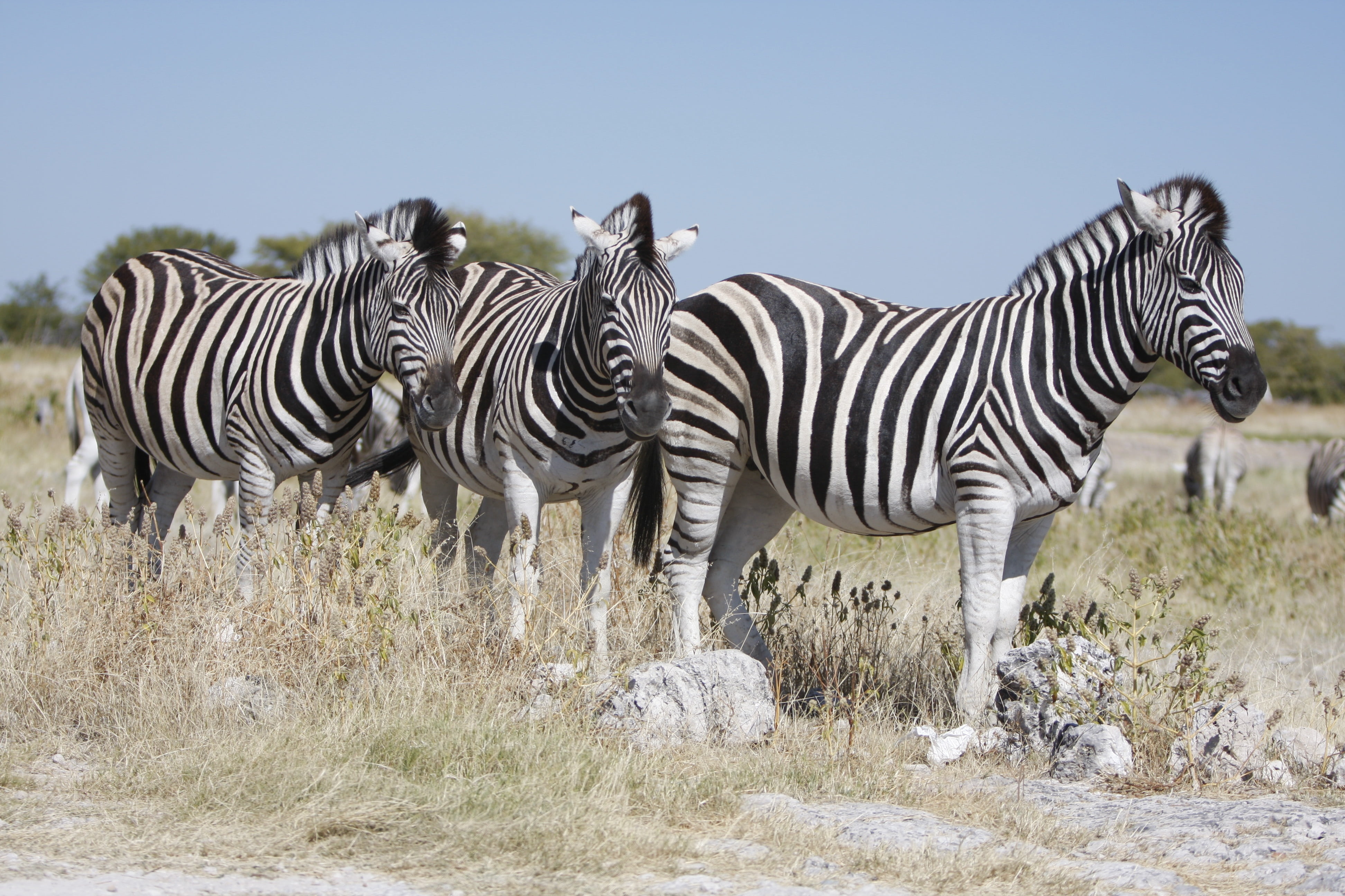 striped, grass, wilderness, field, animal wildlife, etosha national park, mammal, herd, herbivorous, group of animals, animals, nature, sky, animal, zebra stripes, HD Wallpaper