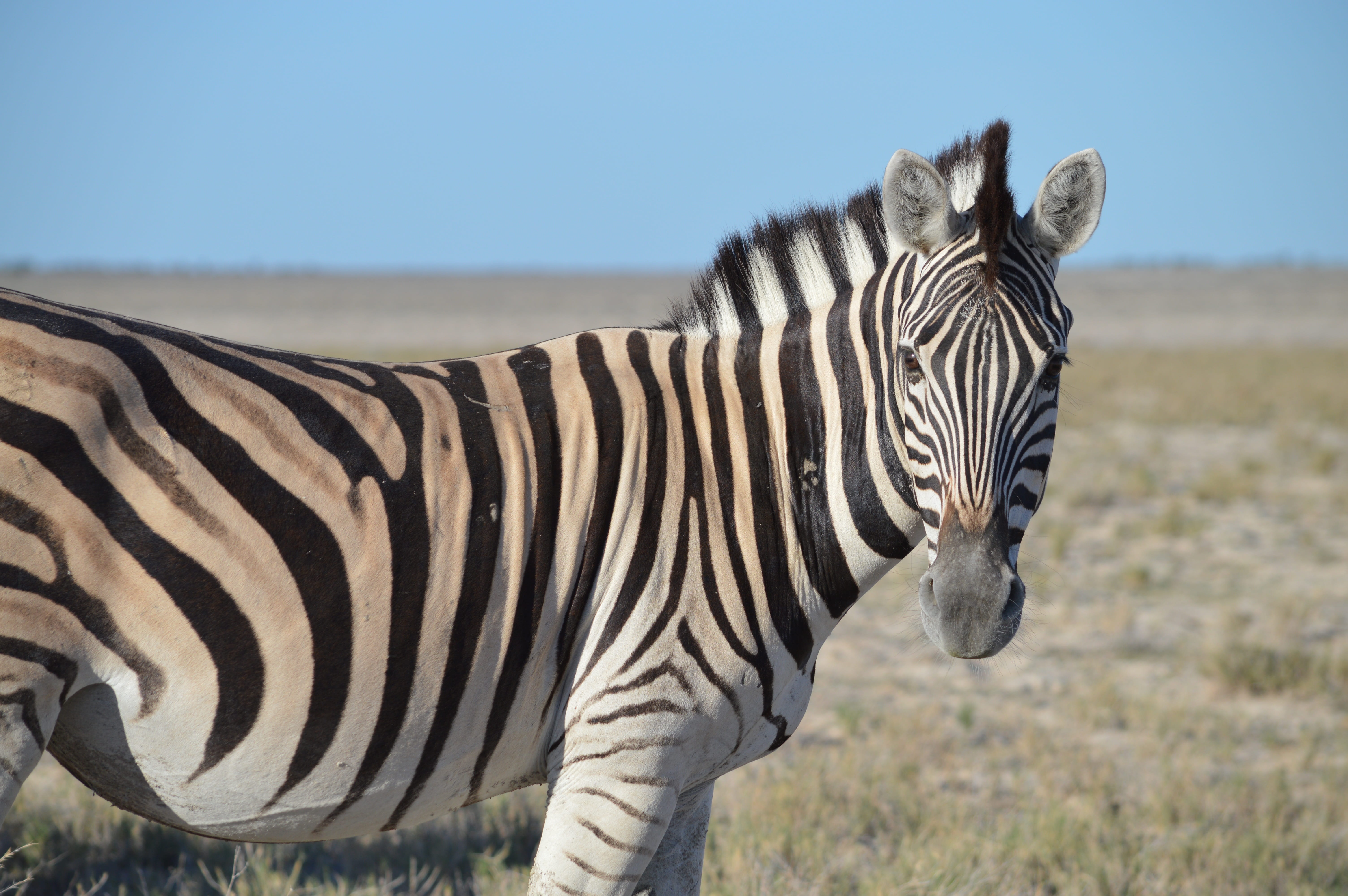 africa, face, horse Family, animal themes, vertebrate, domestic animals, zebra crossing, grass, Black White, animals In The Wild, close, kenya, animal, HD Wallpaper
