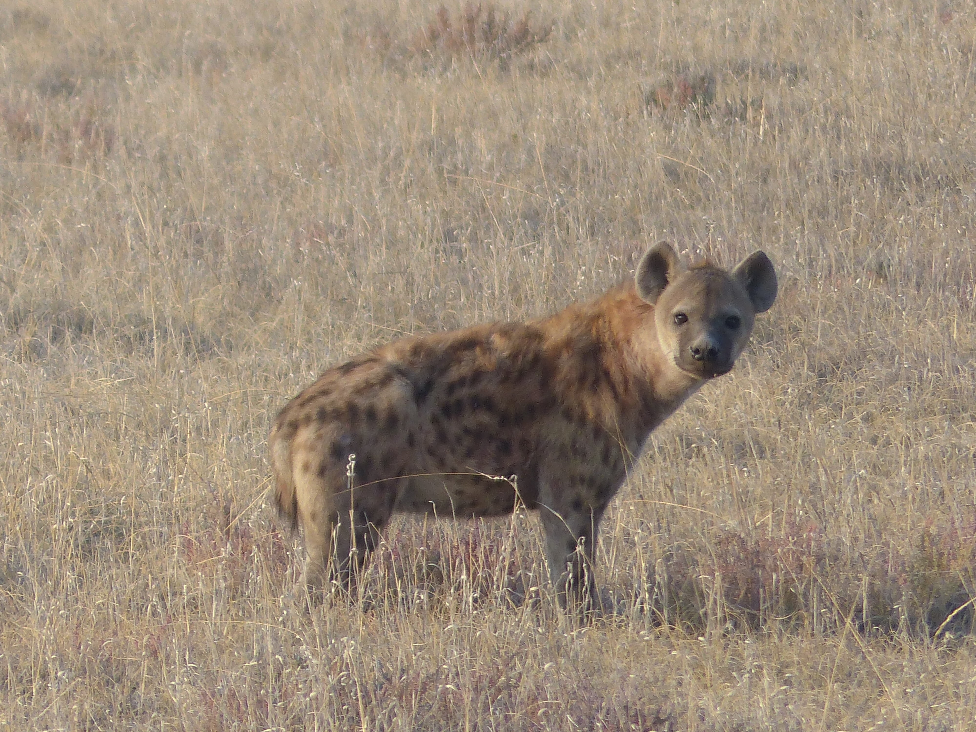 national Park, vertebrate, kenya, omnivore, looking at camera, animal, nature, no people, side view, tanzania, savannah, plain, standing, outdoors, carnivore, HD Wallpaper