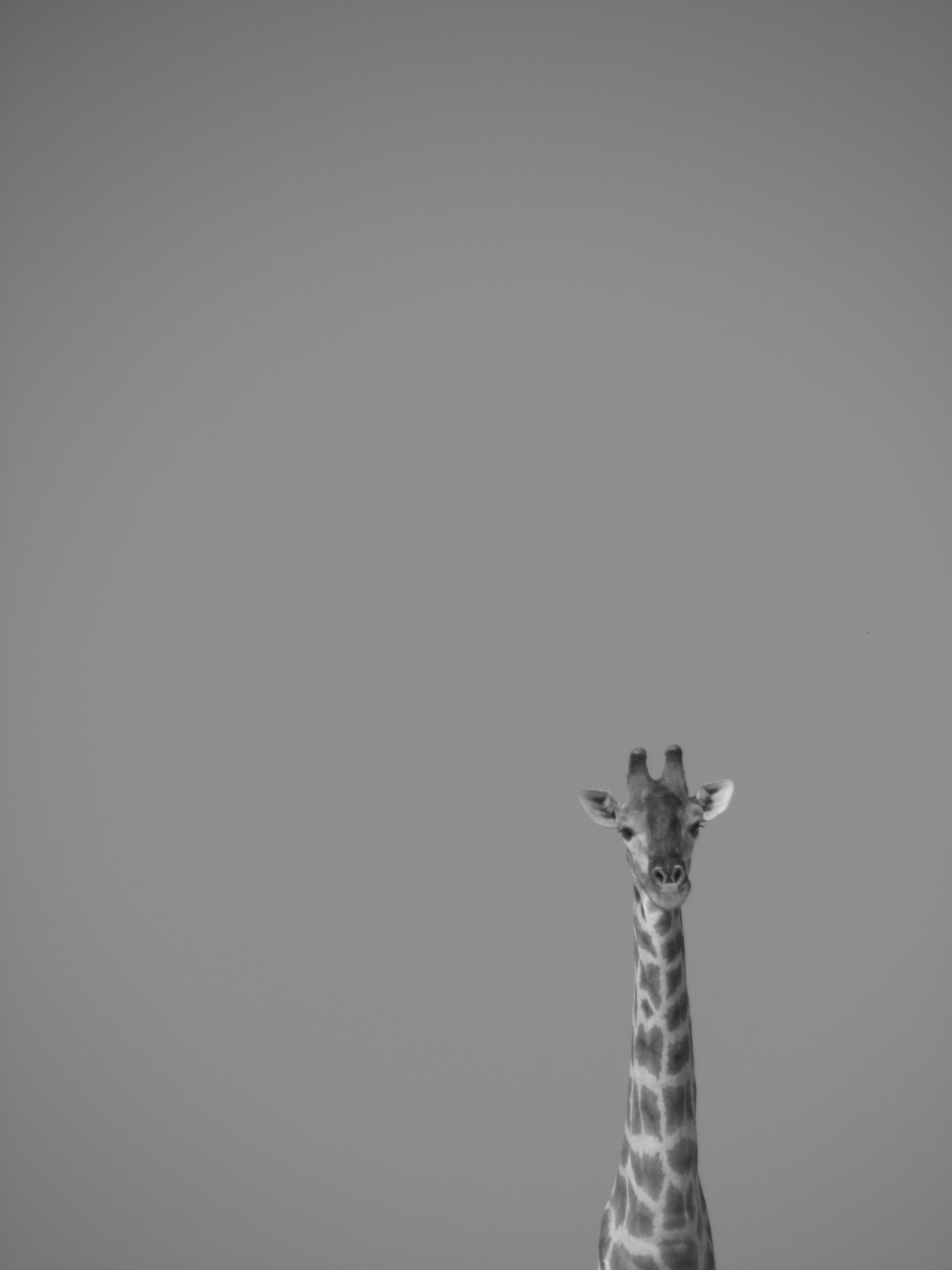 animals in the wild, vertebrate, clear sky, animal themes, animal neck, herbivorous, studio shot, namibia, giraffe, portrait, animal wildlife, front view, Phone HD Wallpaper