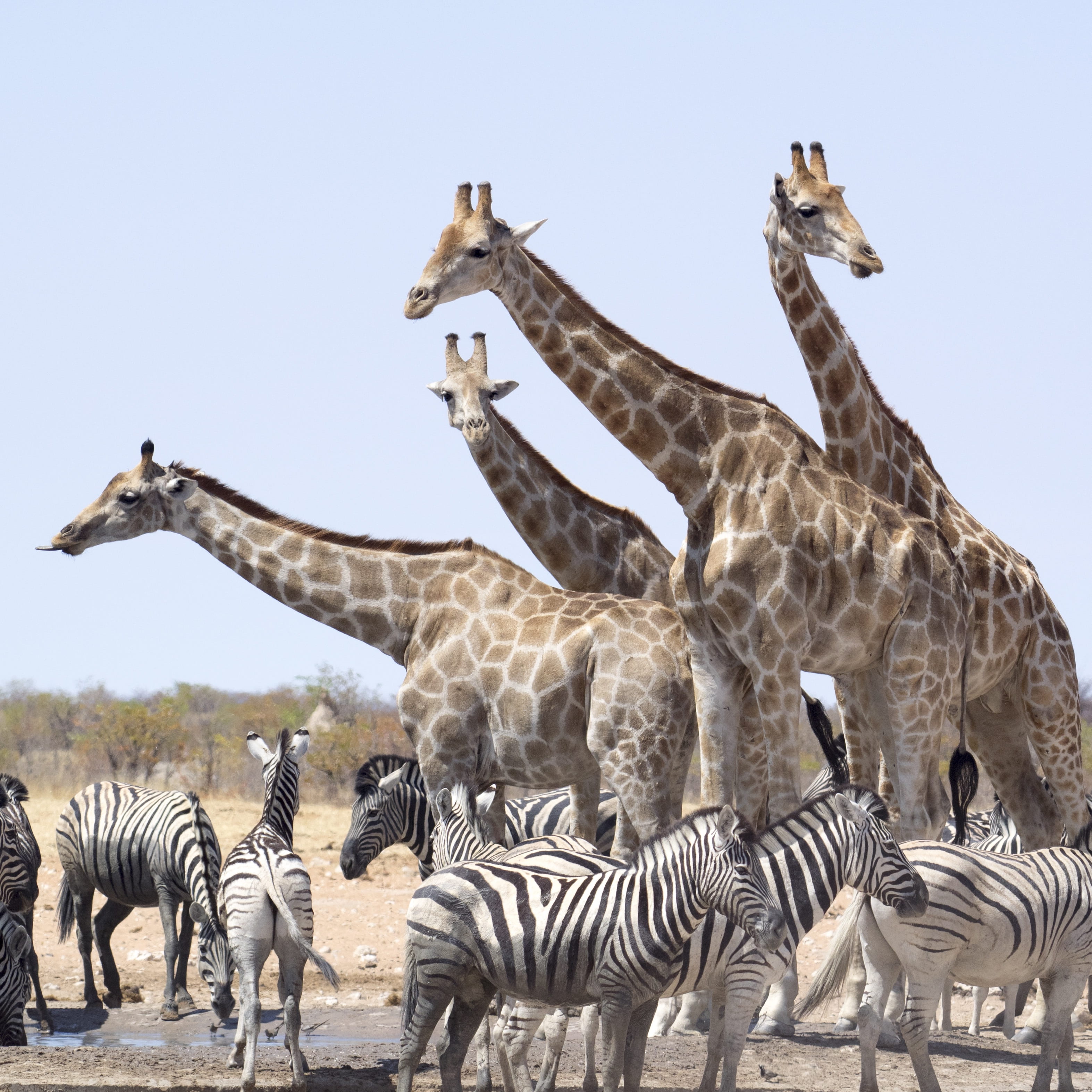 striped, day, clear sky, no people, animal neck, giraffes, giraffe, large group of animals, 2K, namibia, sky, animal wildlife, etosha national park, national park, Phone HD Wallpaper