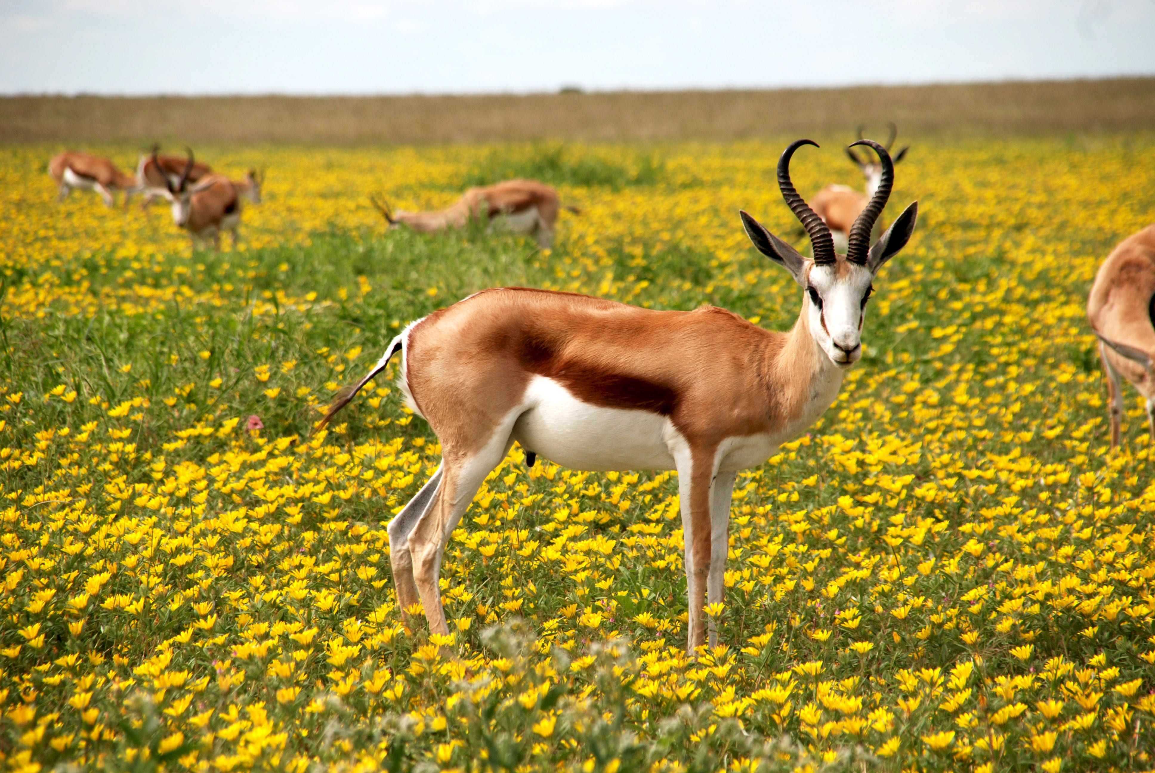 antelope, animal themes, horns, brown, herbivorous, bed, domestic animals, africa, nature, 4K, land, group of animals, beauty in nature, namibia, etosha national park, HD Wallpaper