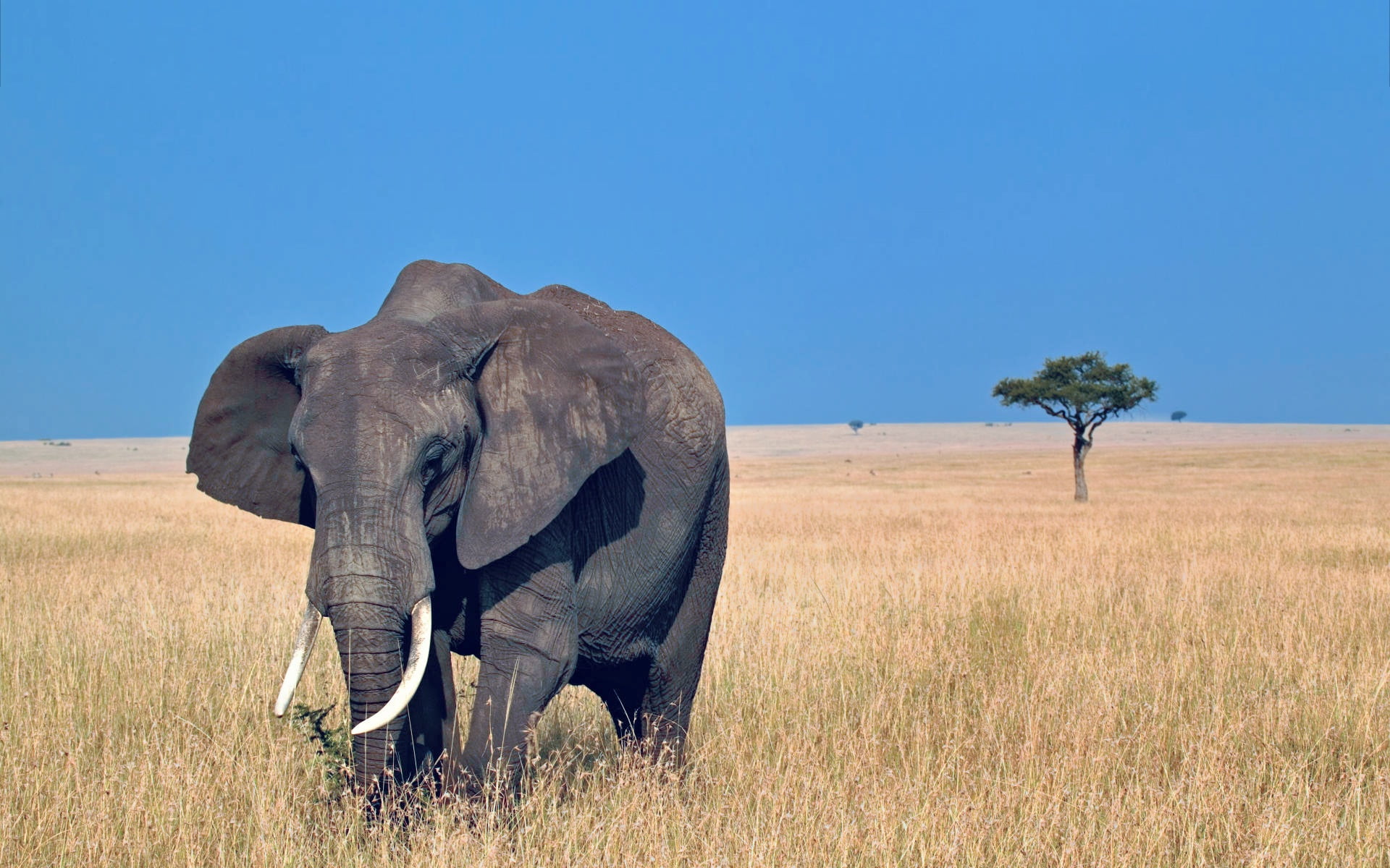 standing, wildlife, walk, no People, outdoors, tree, serengeti National Park, animal Trunk, plant, land, wildlife Reserve, east Africa, kenya, wilderness Area, HD Wallpaper