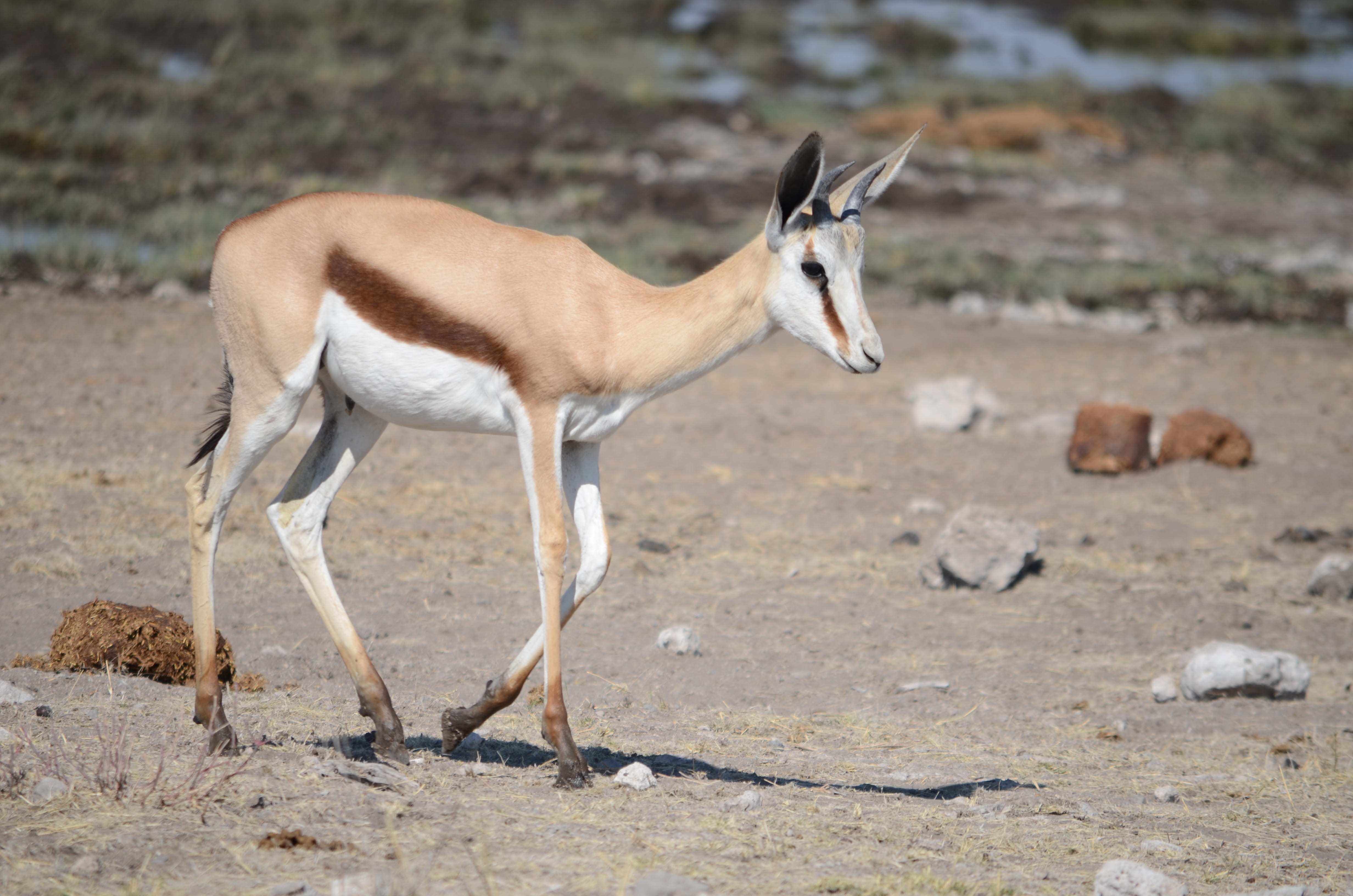 standing, watering hole, animal wildlife, wilderness, Africa, semi-arid, graceful, daytime, dom, brown, gray, animal themes, hop, prance, national park, HD Wallpaper