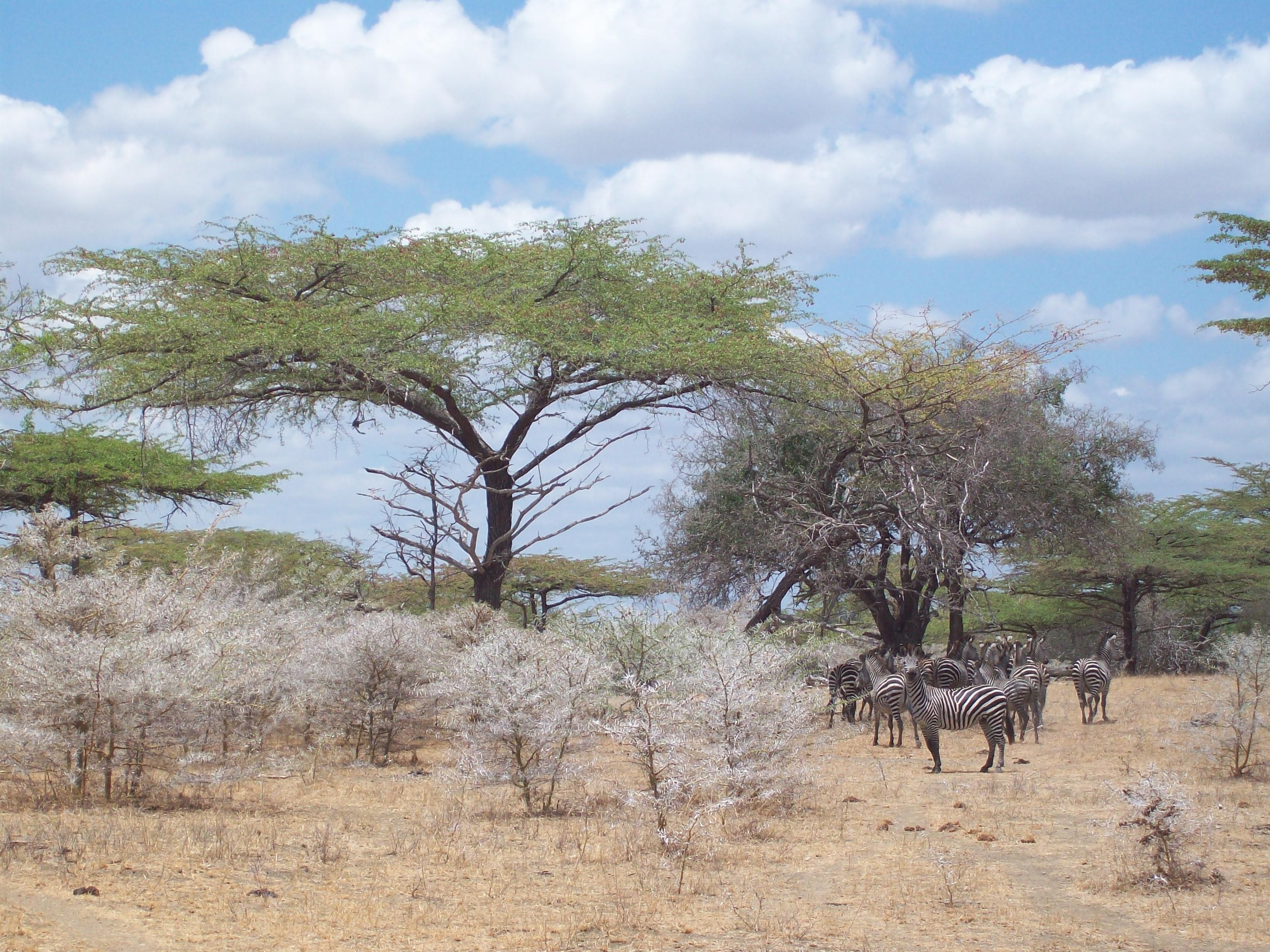 africa, animals In The Wild, nature, animal themes, cloud - sky, day, wildlife, environment, safari, vertebrate, zebra, animal wildlife, arid climate, group of animals, HD Wallpaper