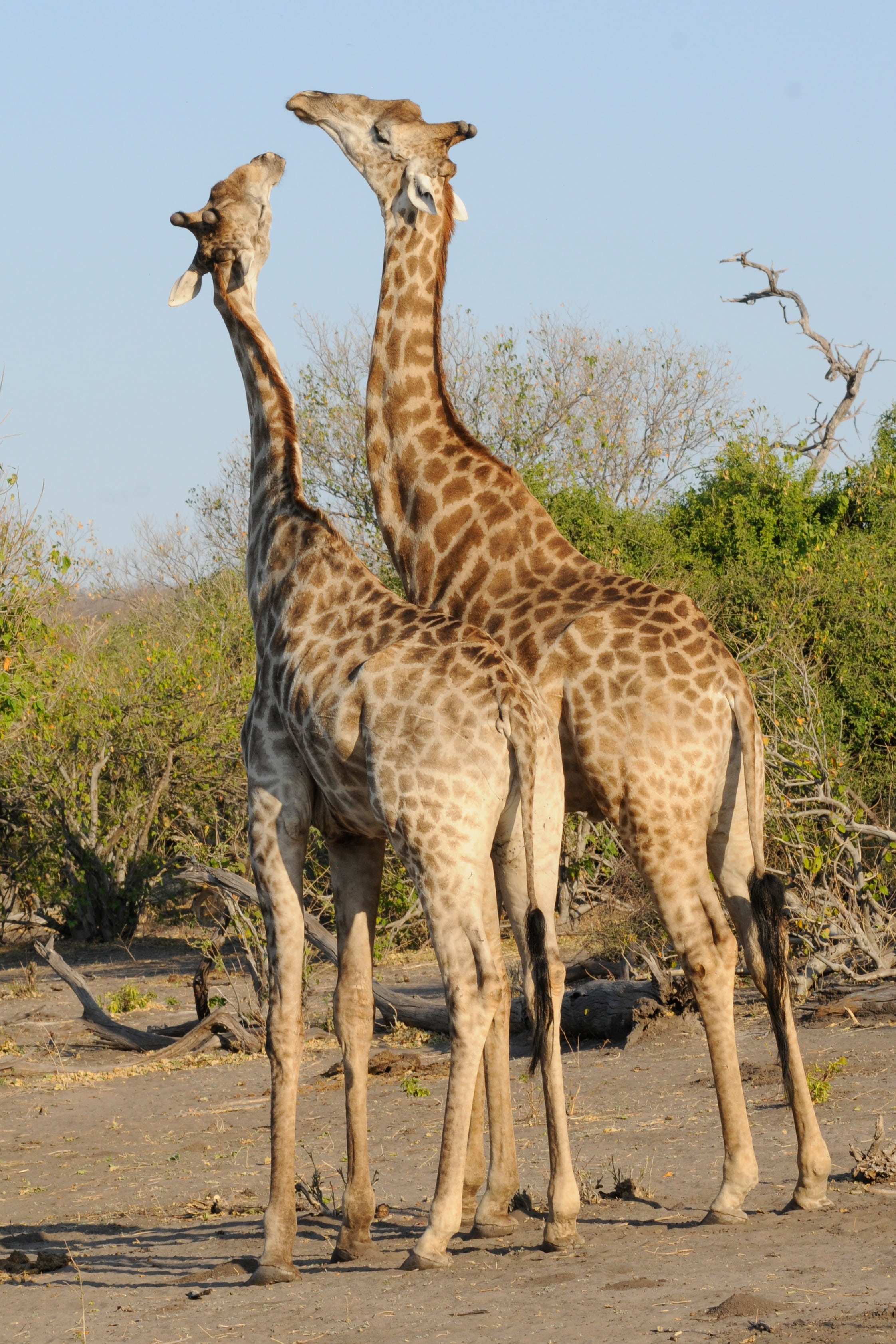 etosha National Park, outdoors, giraffes, savannah, wildlife Reserve, group of animals, blue, tree, vertebrate, mammal, brown, plant, no people, botswana, Phone HD Wallpaper
