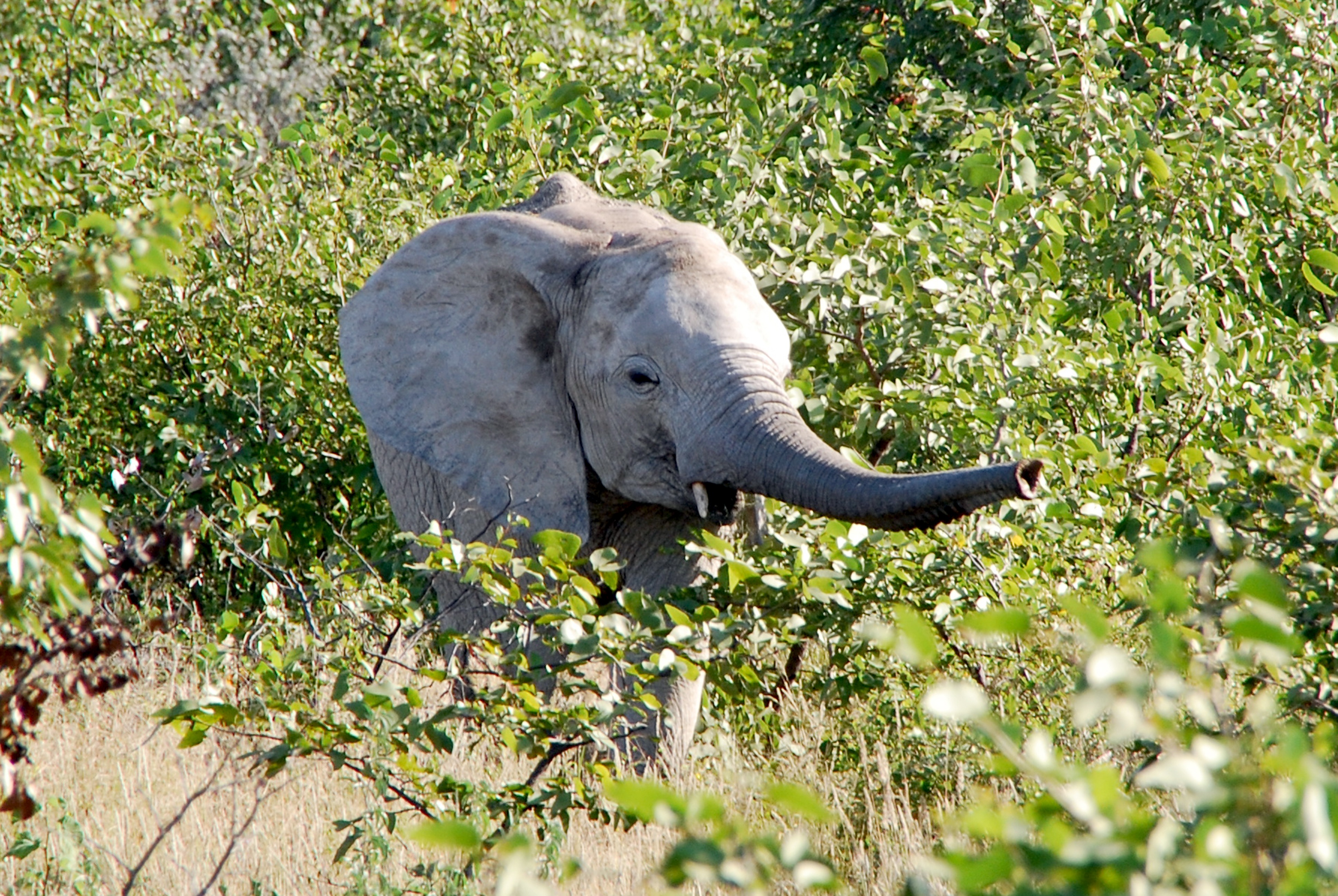 elephant, animals in the wild, african elephant, plant, tusk, animal body part, safari, nature, proboscis, animal, day, one animal, animals, outdoors, 4K, HD Wallpaper