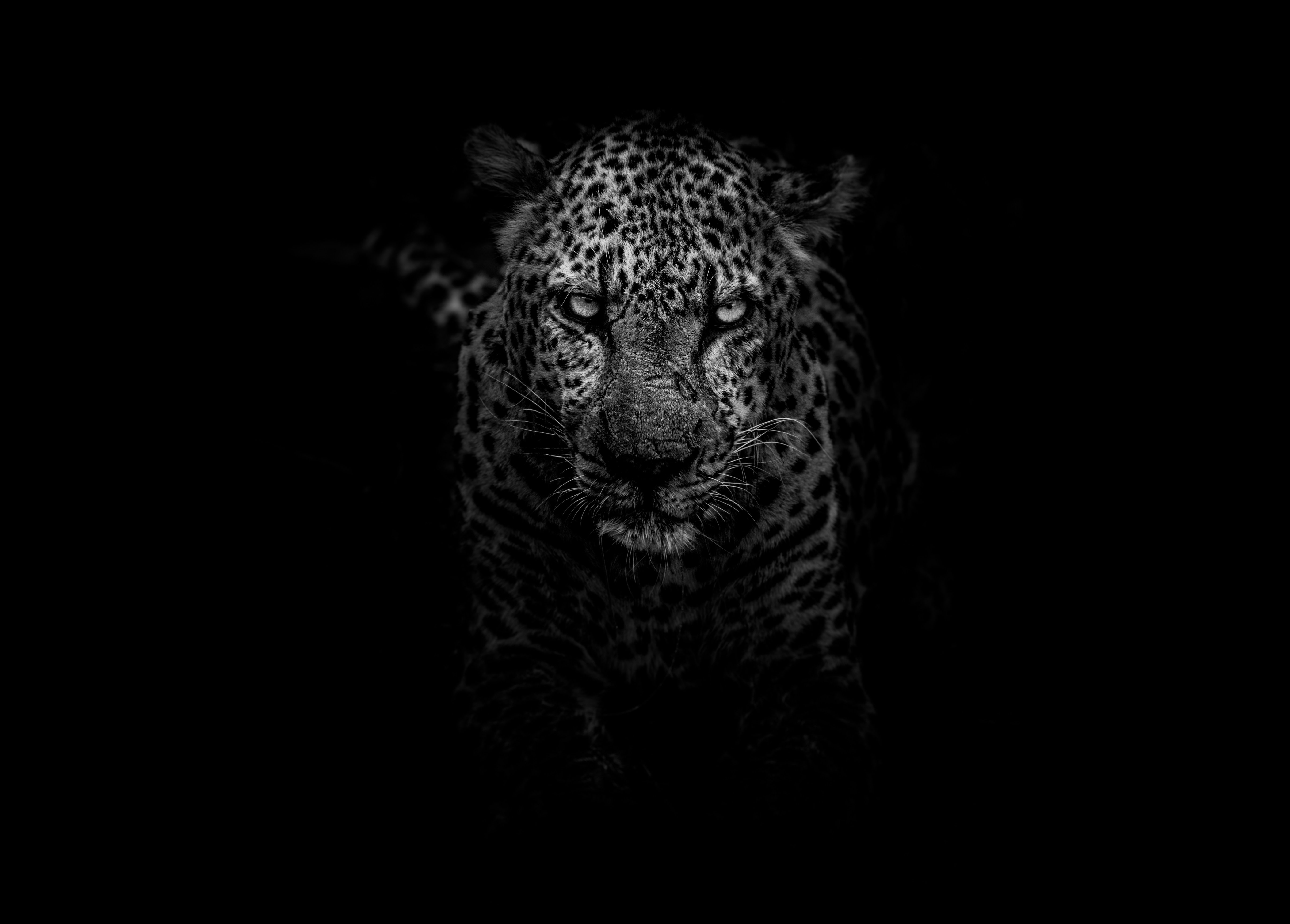 Kruger National Park, Leopard, 5K, 5K, Dark, HD Wallpaper