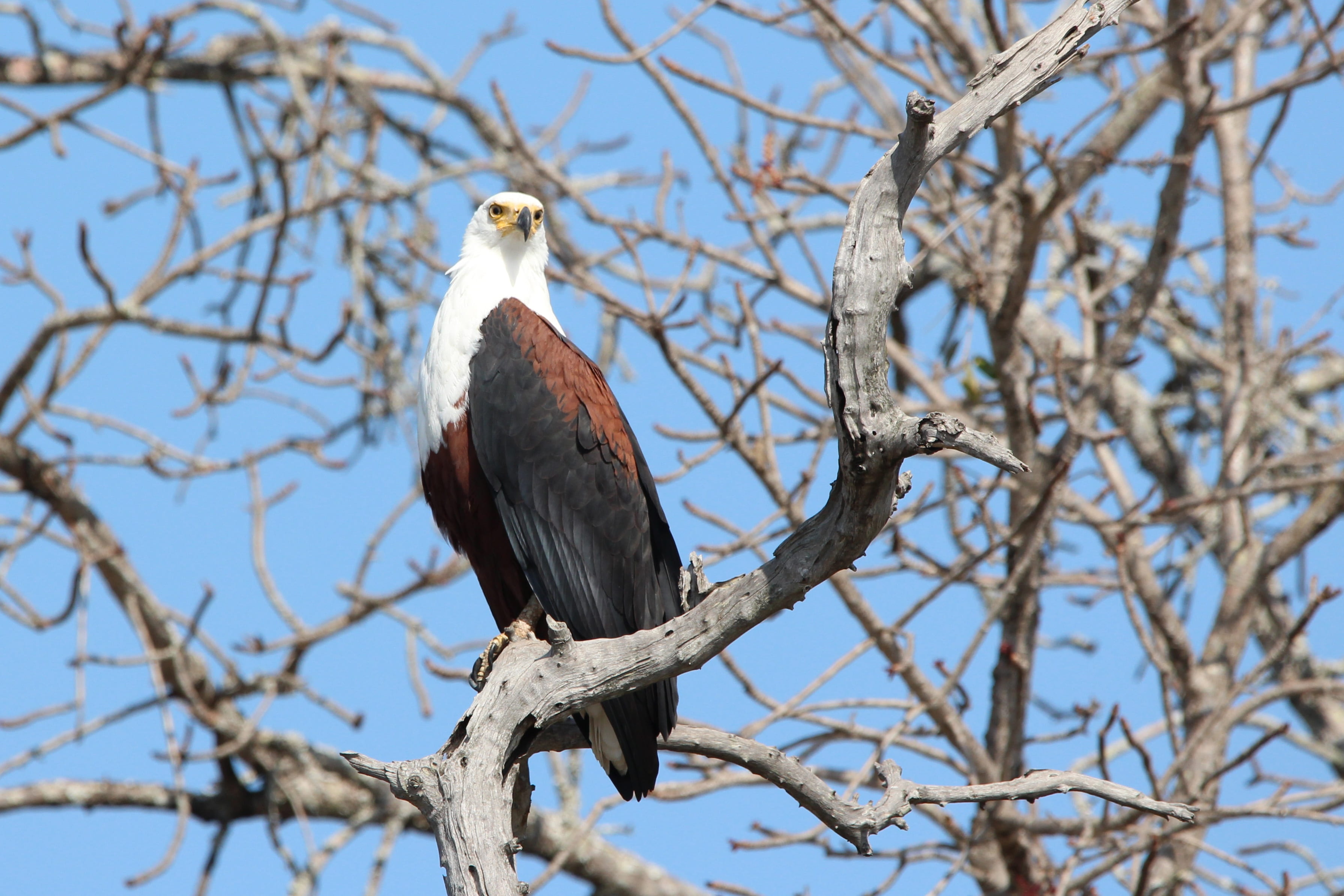 sky, animal themes, african, animal wildlife, animals in the wild, clear sky, eagle, day, nature, photography, vertebrate, fish eagle, bird, tree, bare tree, HD Wallpaper