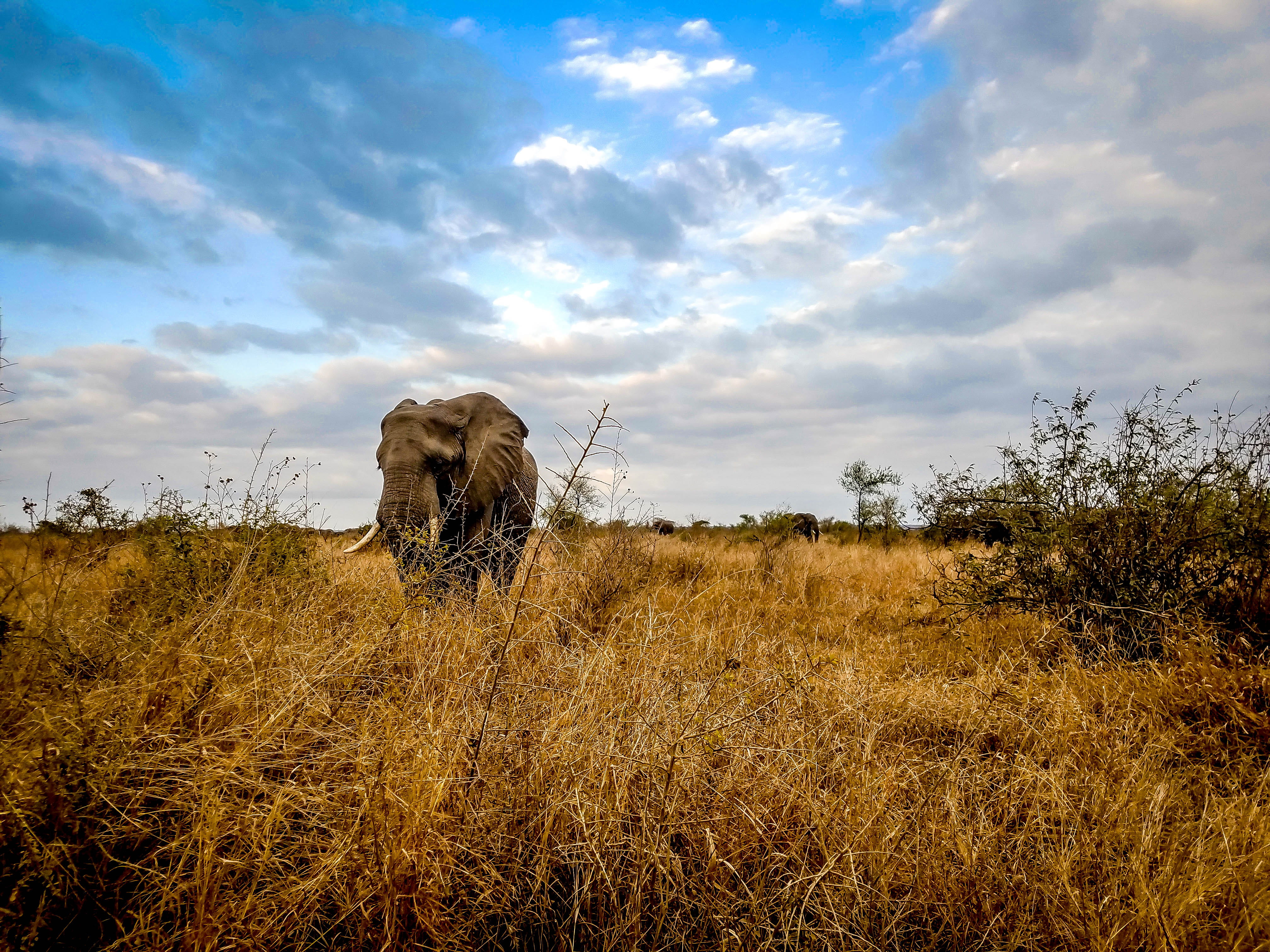 domestic, 4K, outdoors, landscape, no people, elephant, safari, africa, beauty in nature, michael liao, one animal, herbivorous, animal wildlife, kruger national park, HD Wallpaper