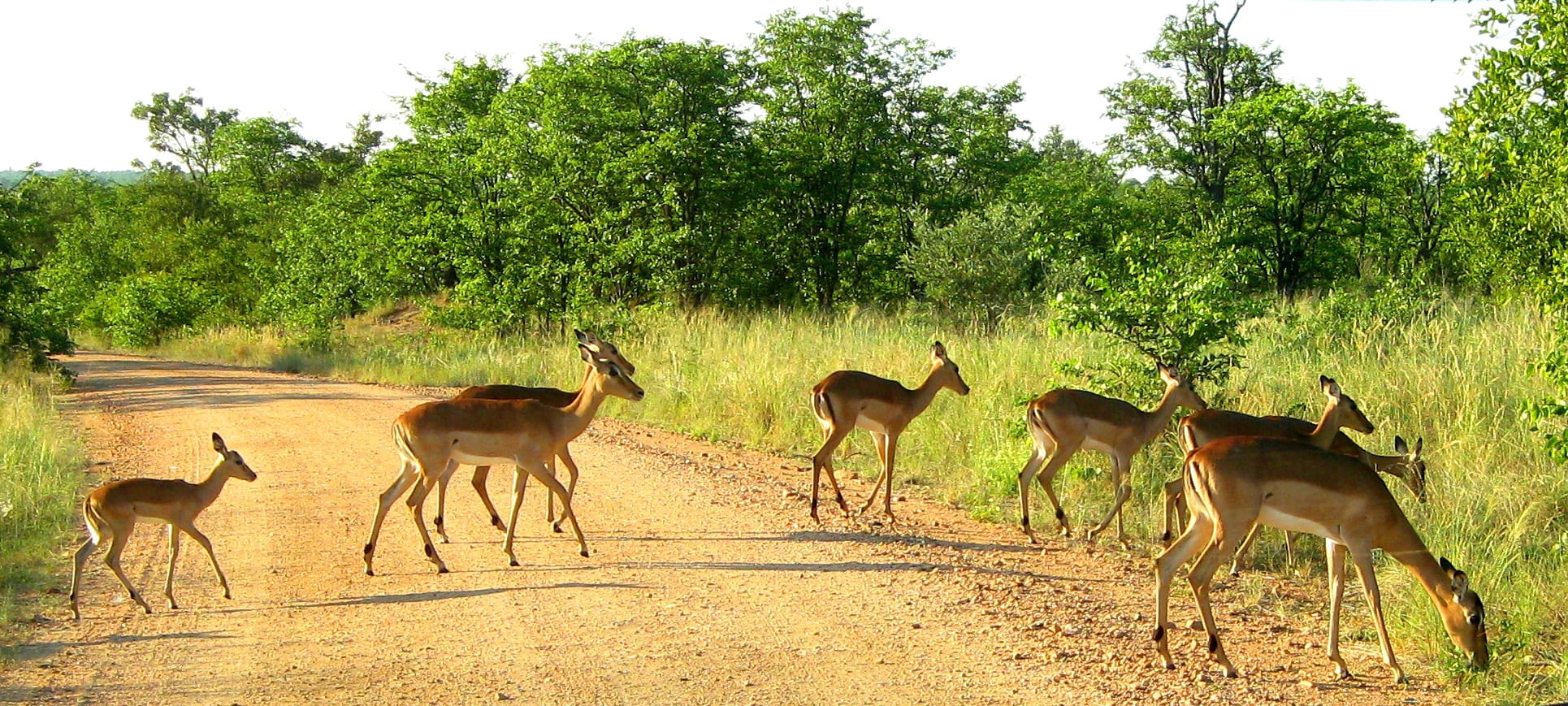 livestock, impala, vertebrate, plant, field, domestic animals, land, growth, beauty in nature, 1080P, mammal, outdoors, animal, herd, herbivorous, antelope, HD Wallpaper