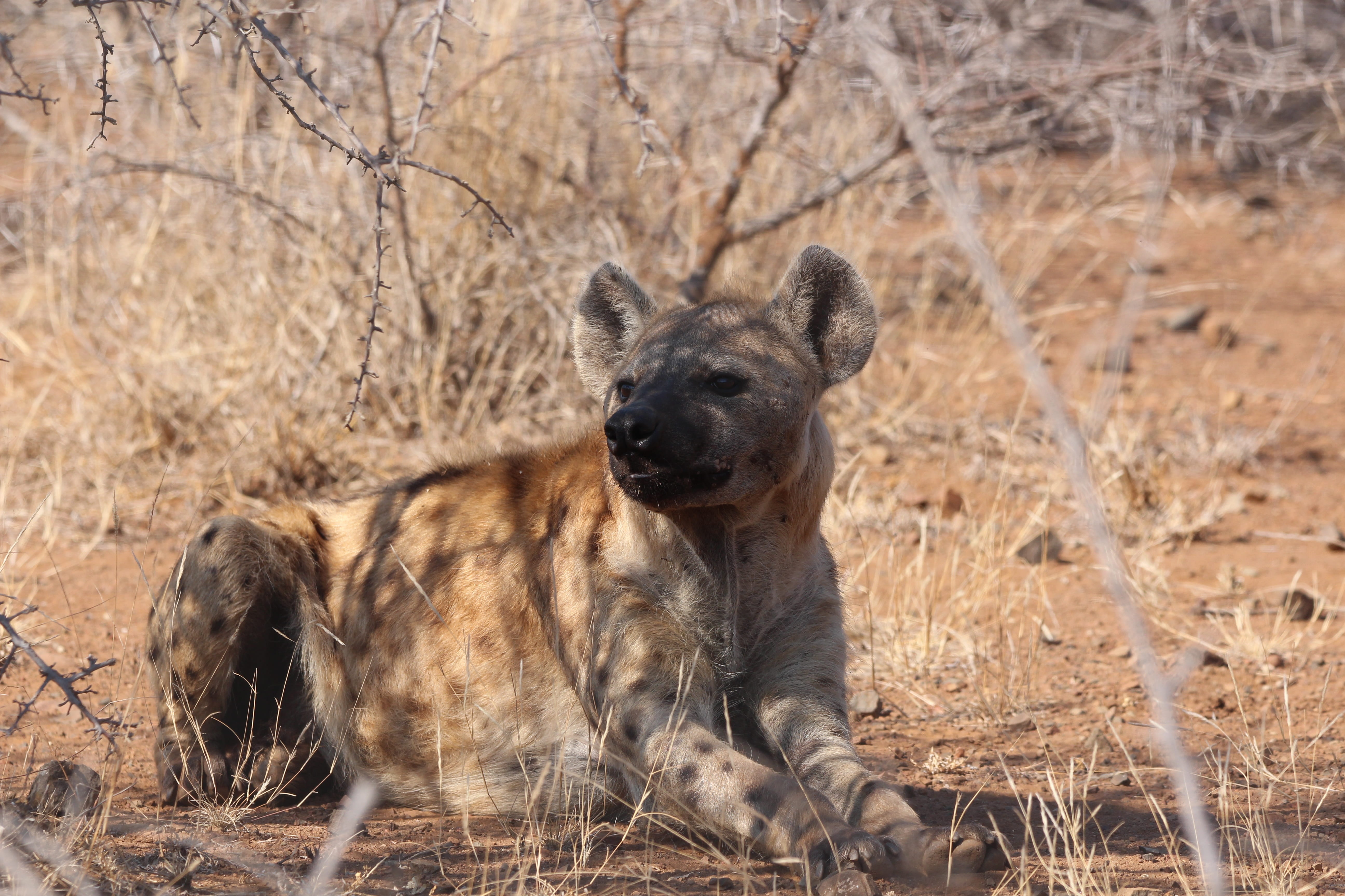 day, 5K, animals in the wild, one animal, domestic, south, hyena, wild, field, plant, scavenger, portrait, vertebrate, mammal, nature, relaxation, pets, HD Wallpaper