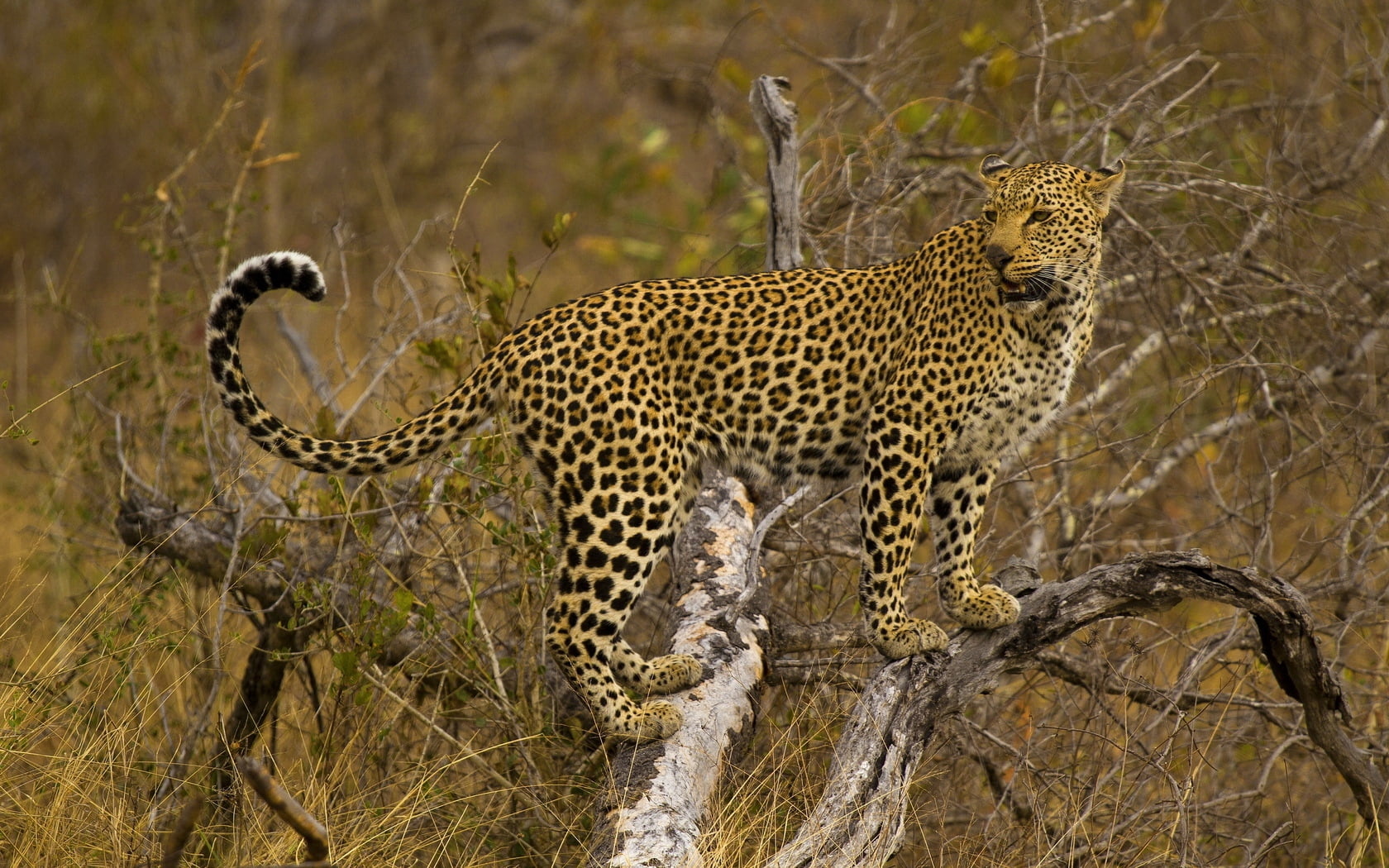 east Africa, majestic, large, carnivora, no People, kruger National Park, mammal, cheetah, branch, endangered Species, stand, outdoors, animal themes, spotted, HD Wallpaper