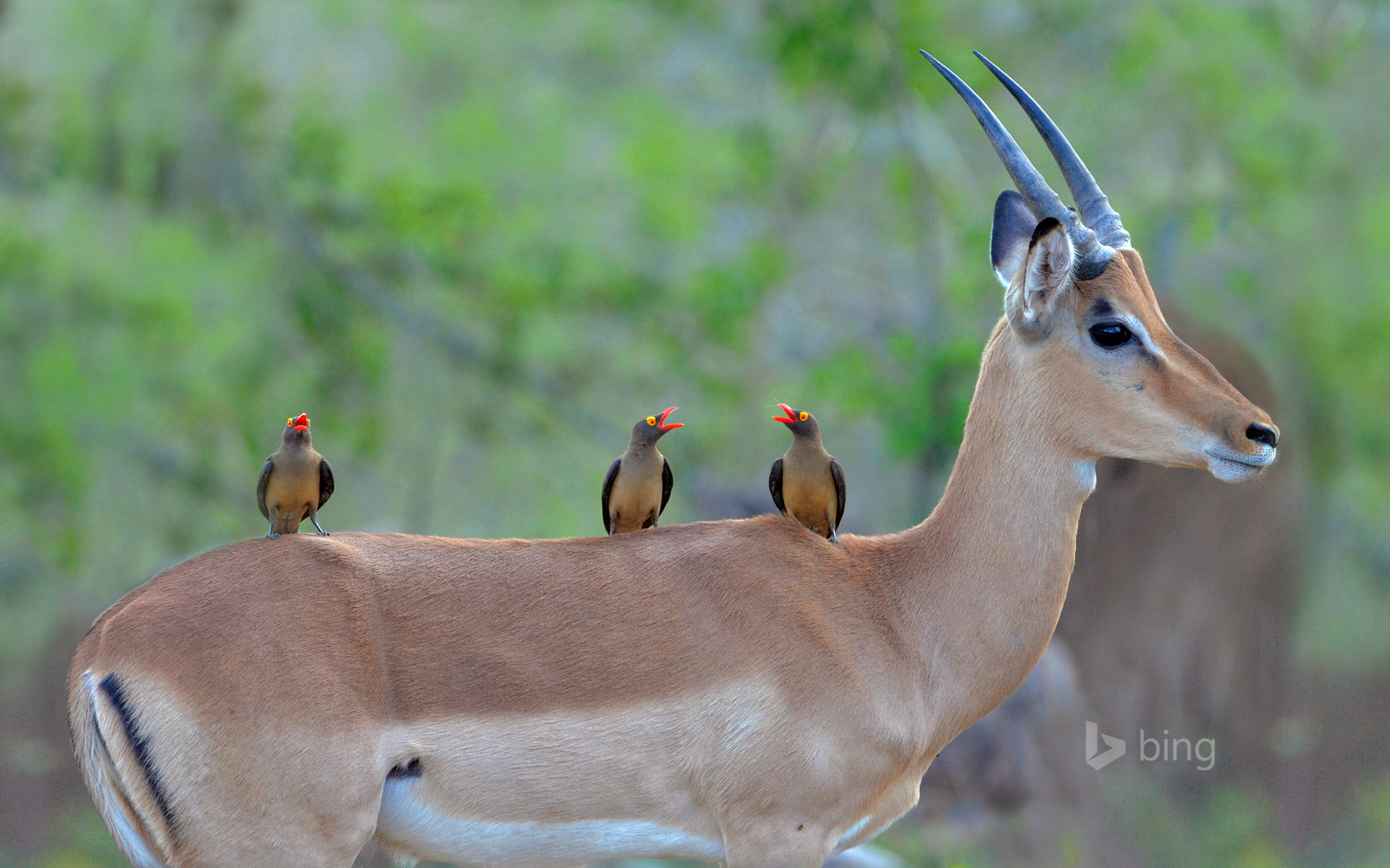Impala, horns, Africa, charapata antelope, color, birds, South Africa, Kruger National Park, 1080P, beak, HD Wallpaper