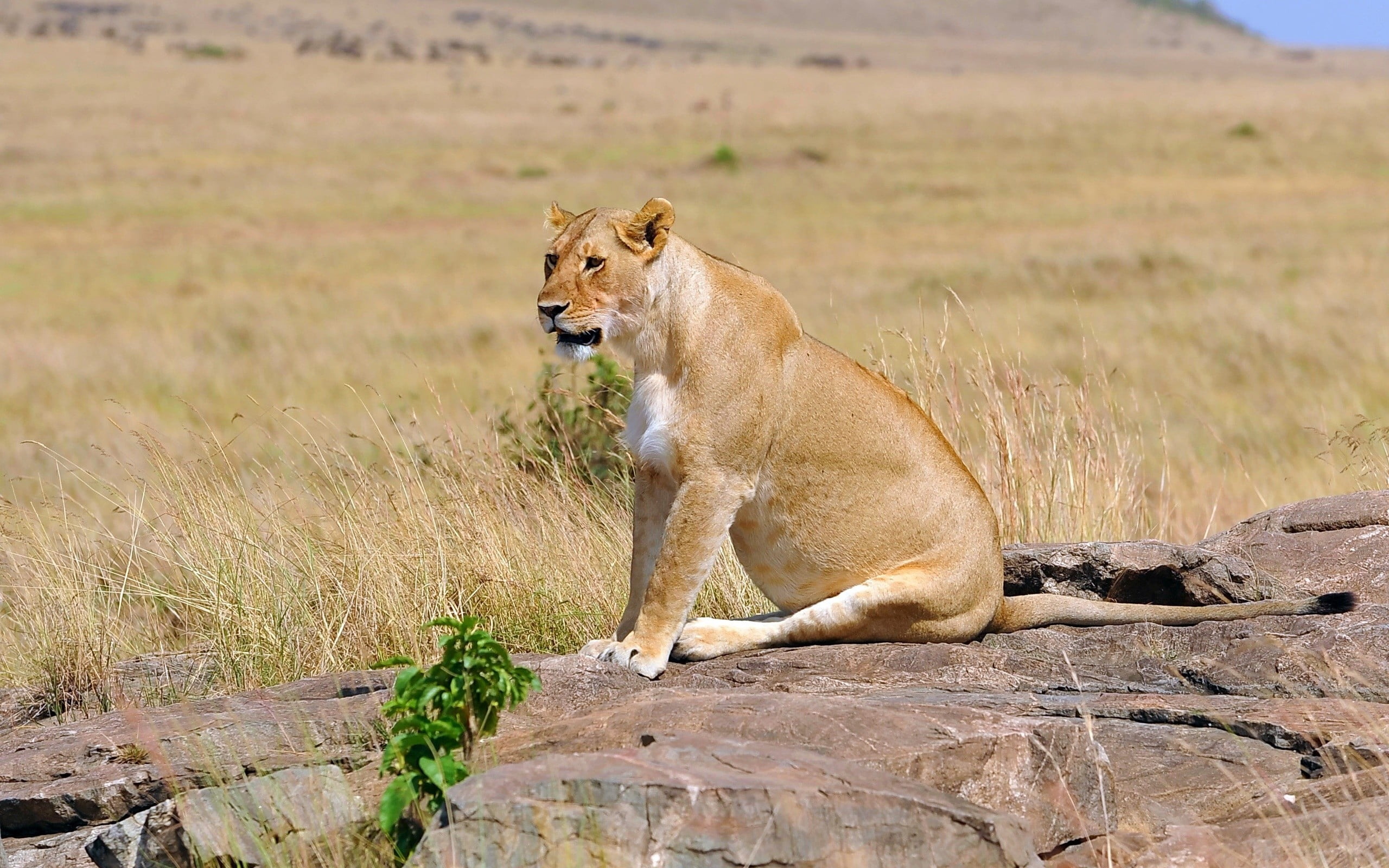 feline, endangered Species, savannah, serengeti National Park, nature, vertebrate, danger, masai Mara, animal wildlife, 2K, east Africa, rock - object, HD Wallpaper