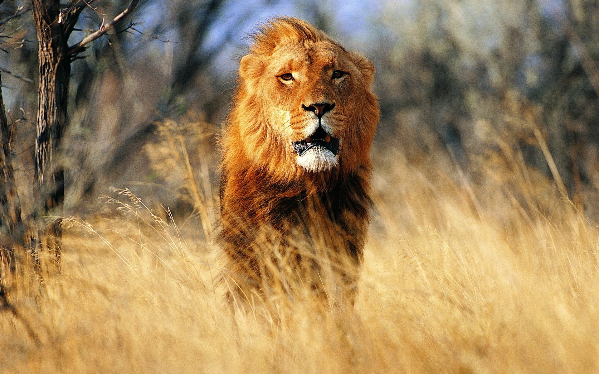 safari, male Animal, animals And Pets, serengeti National Park, no People, animal themes, wilderness Area, 1080P, wildlife, beauty In Nature, animal wildlife, HD Wallpaper